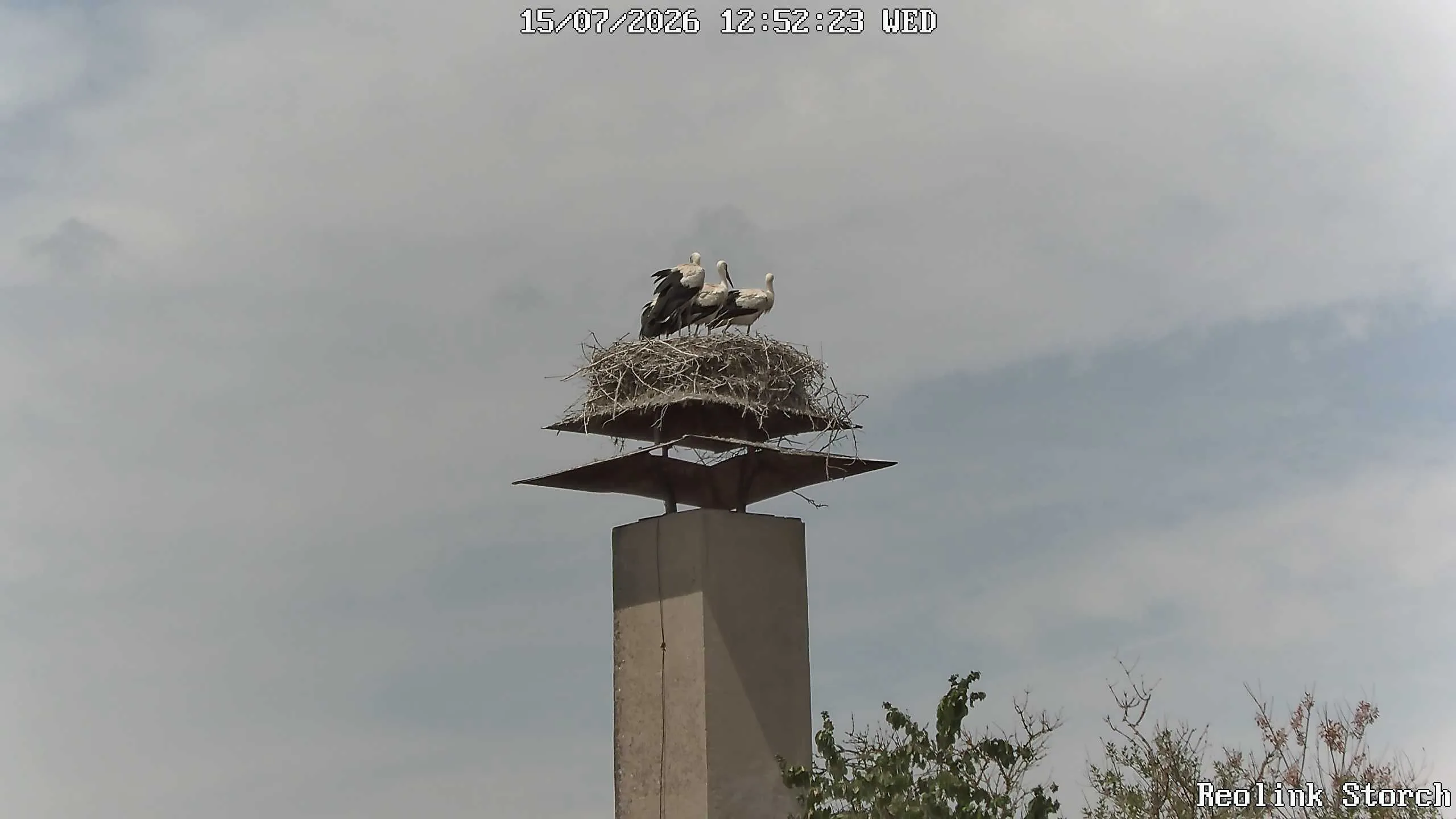 Storchencam Bild