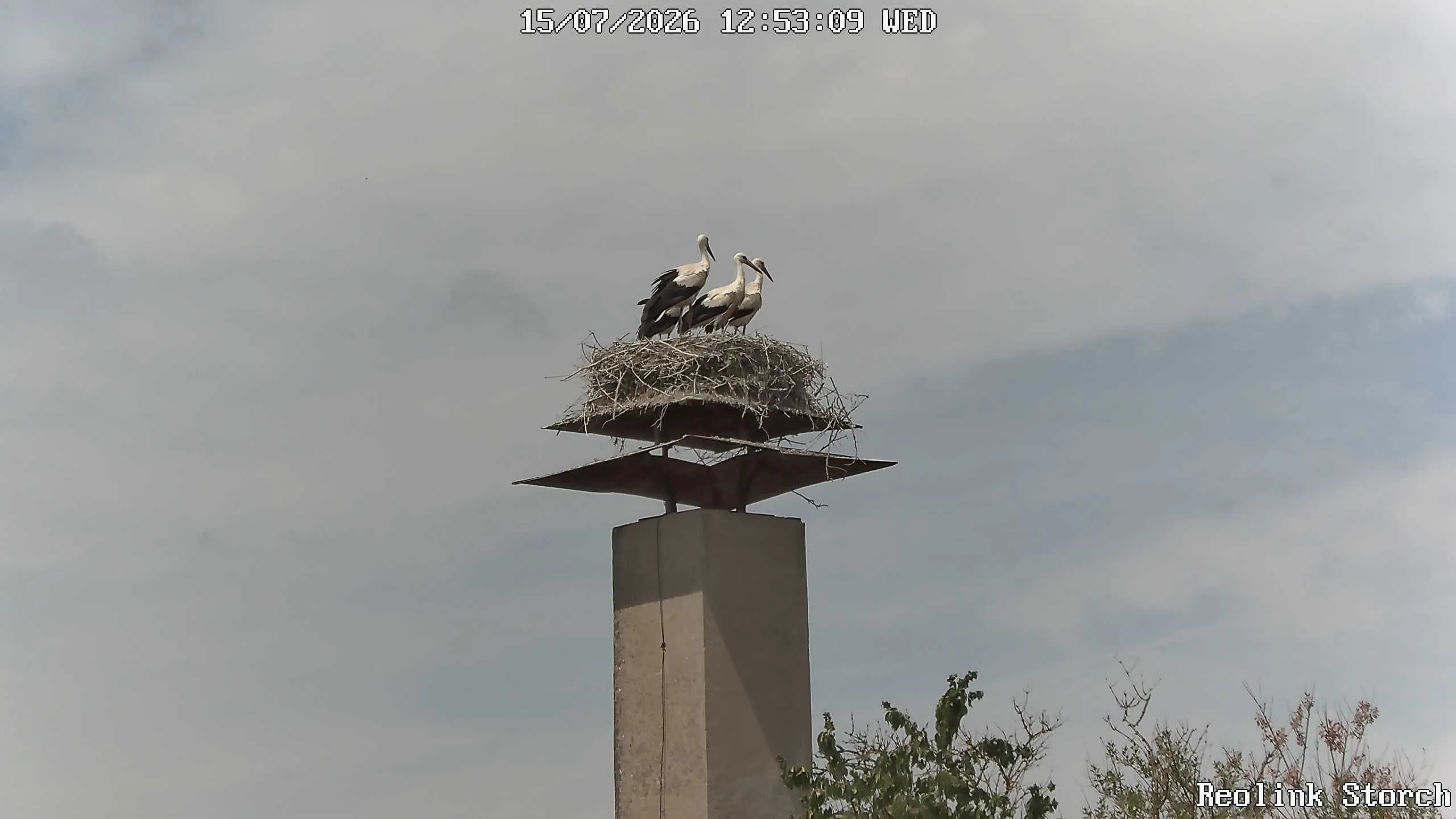 Storchencam Bild