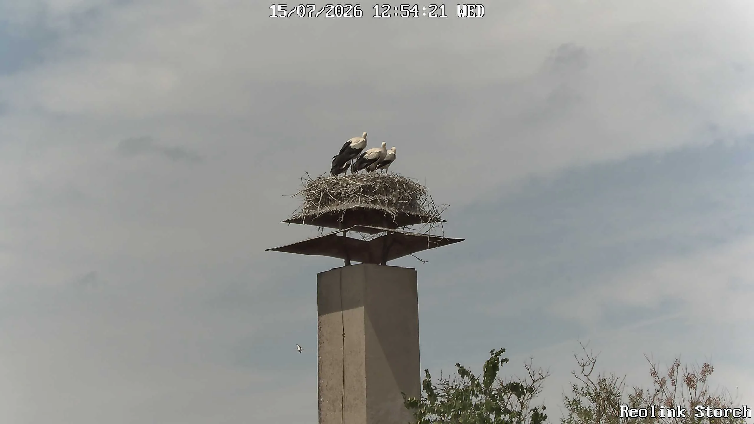 Storchencam Bild