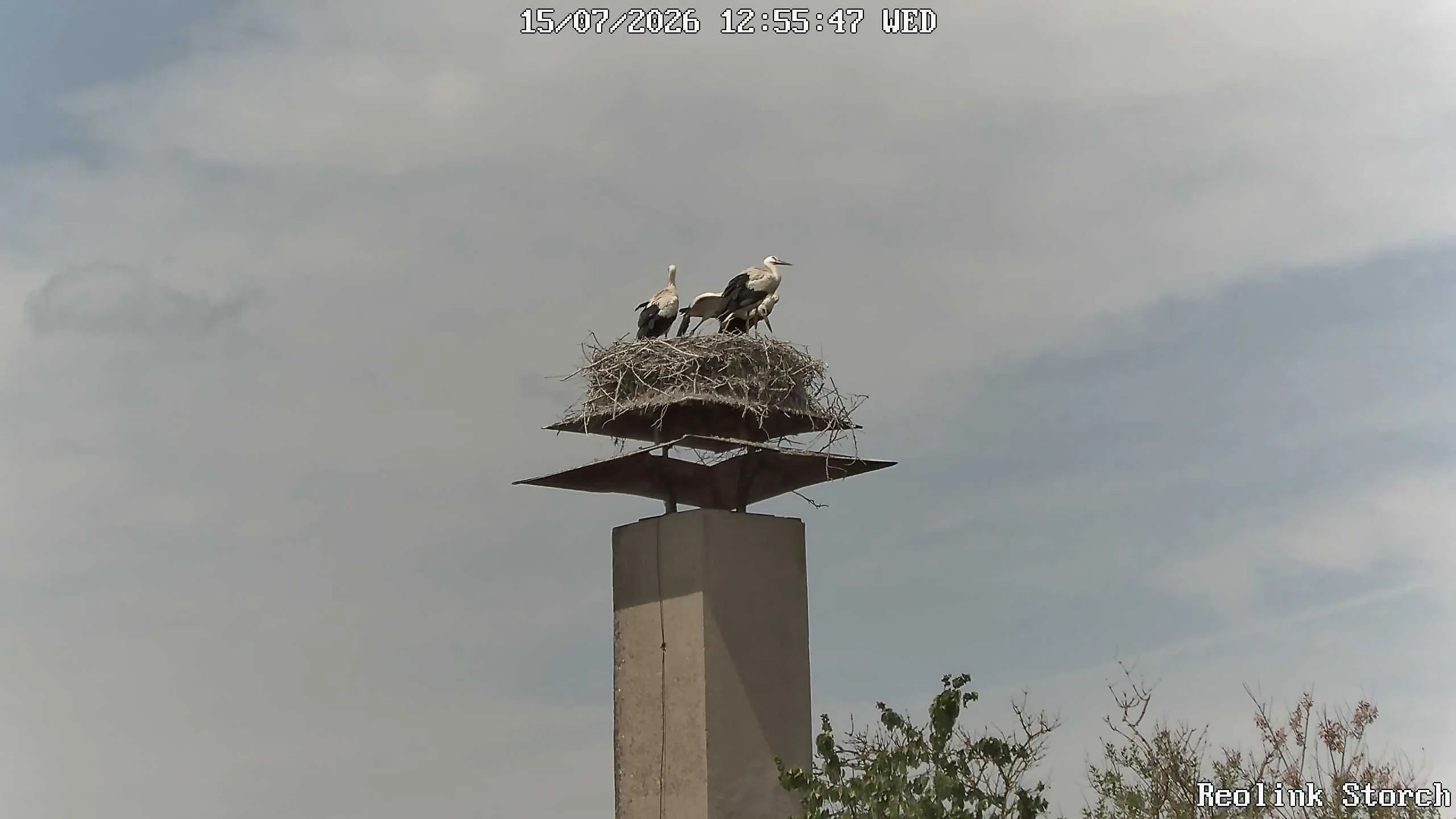Storchencam Bild