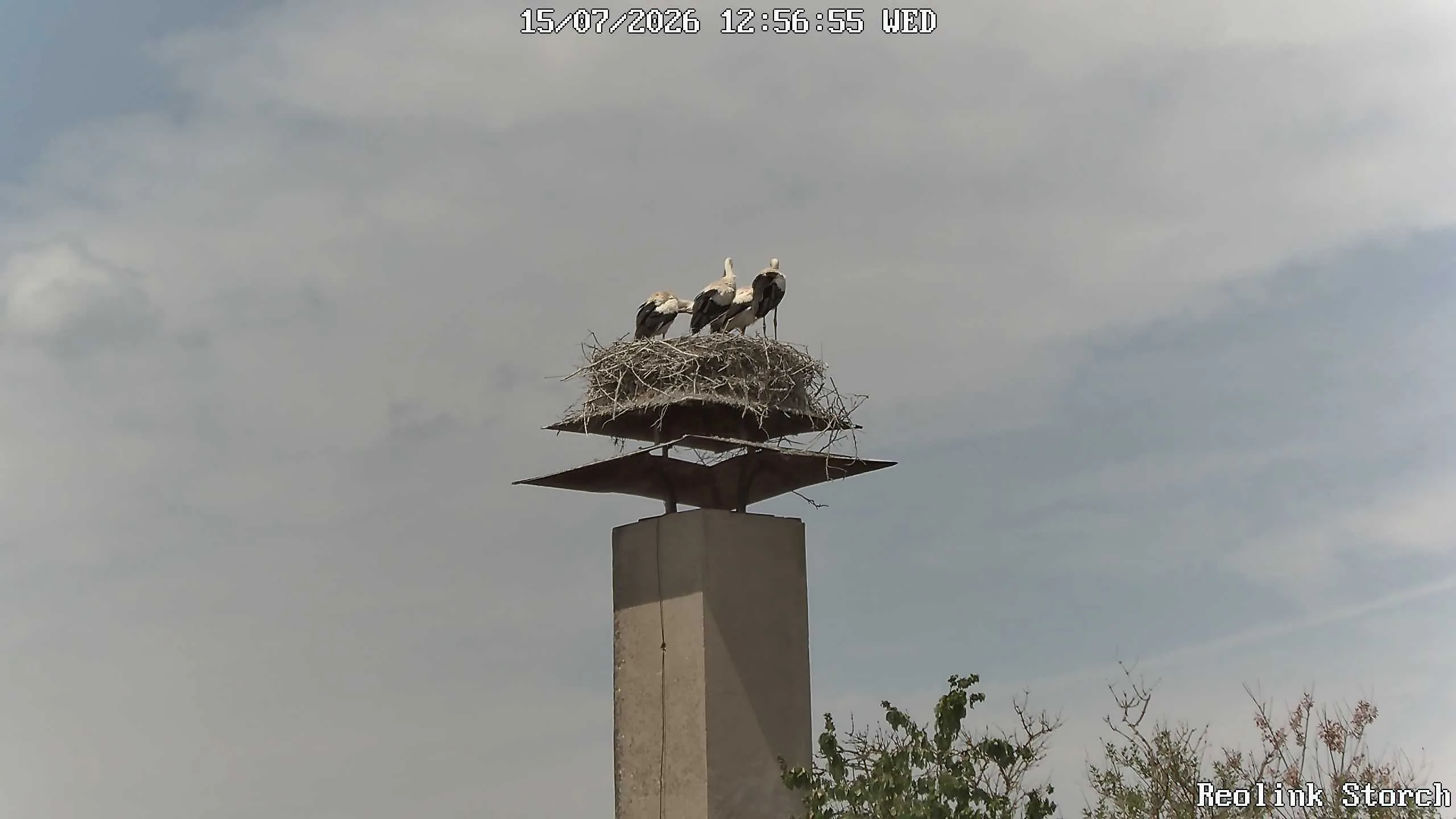 Storchencam Bild