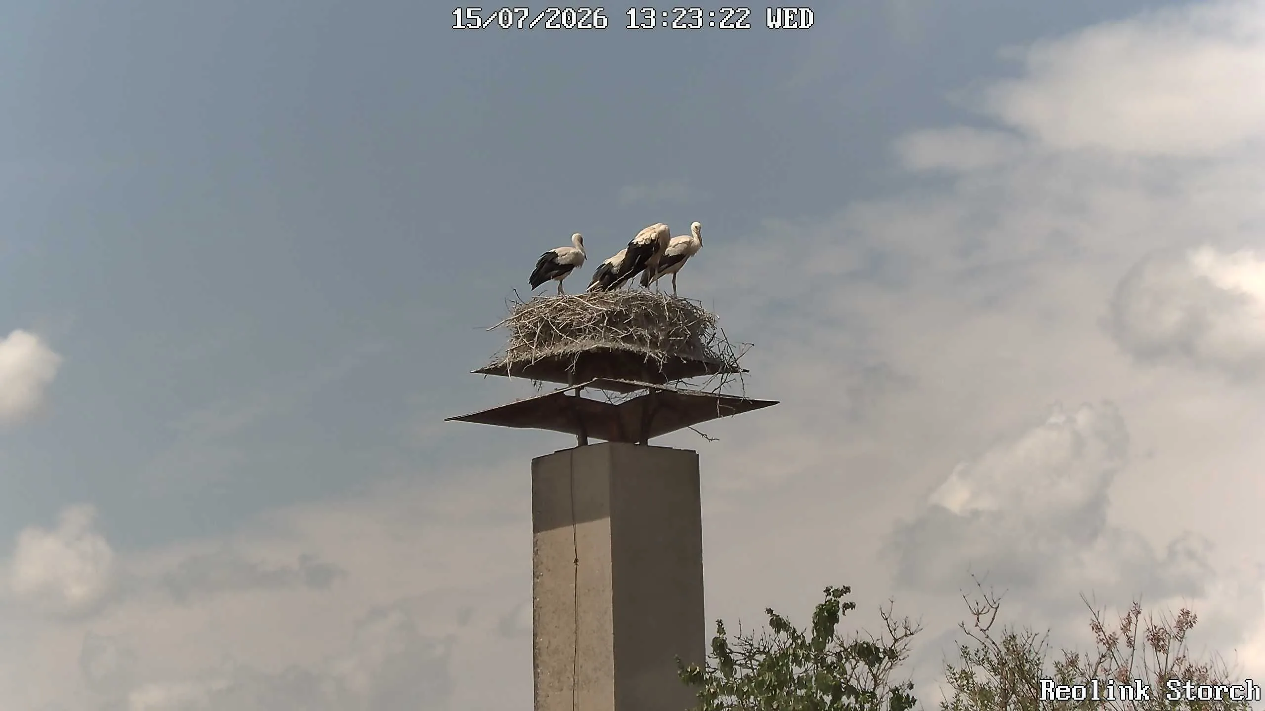Storchencam Bild