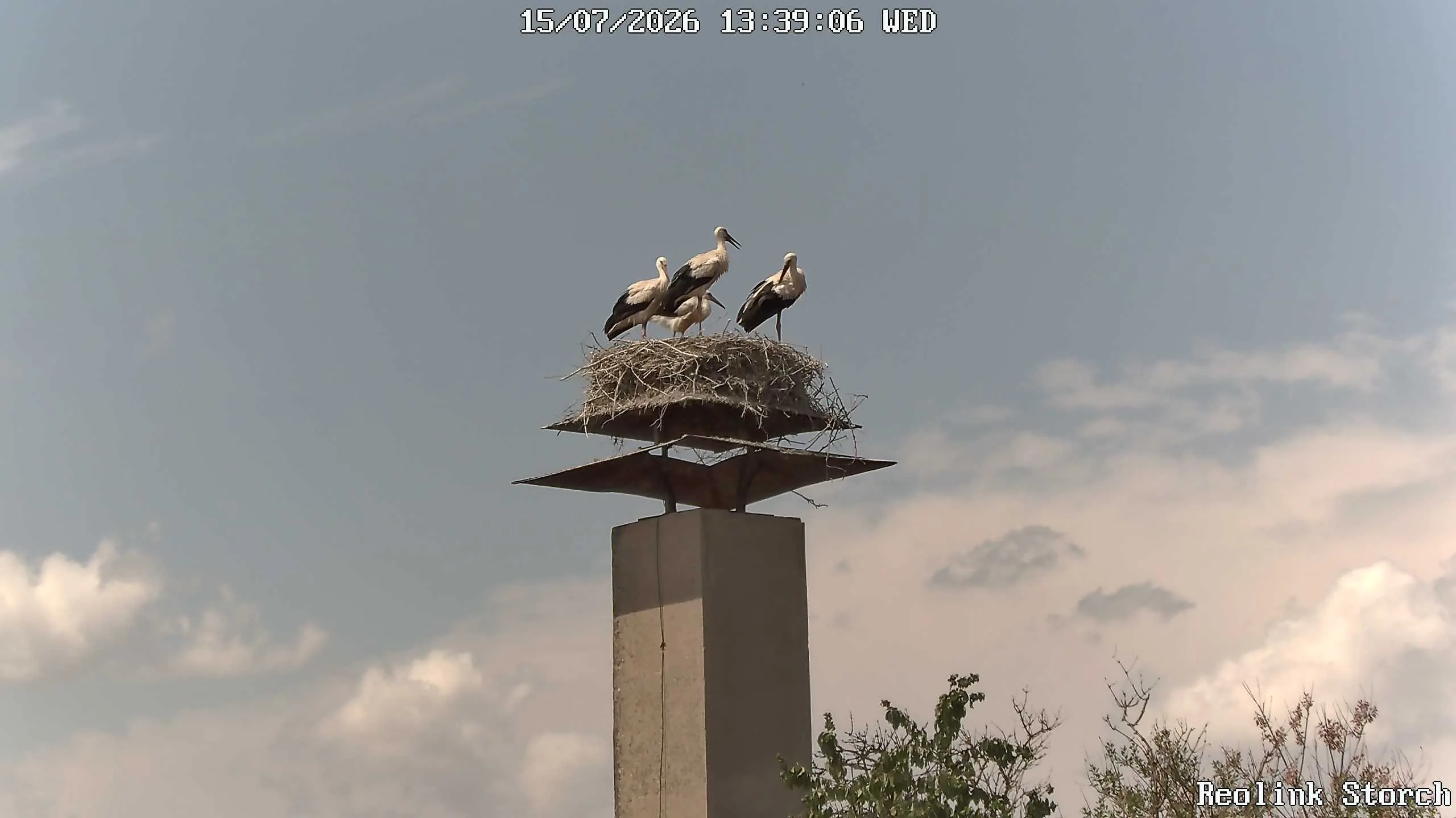 Storchencam Bild
