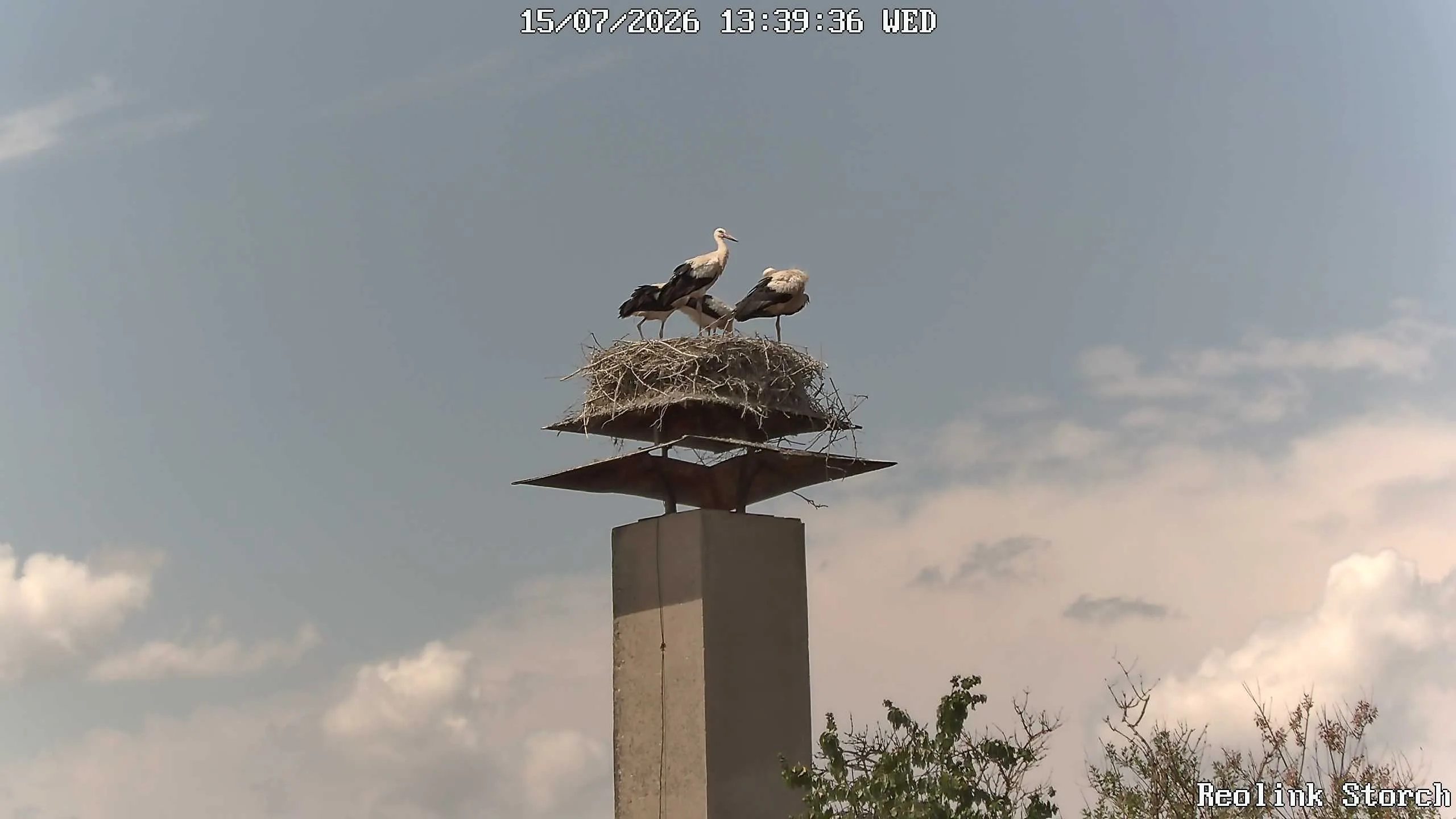 Storchencam Bild