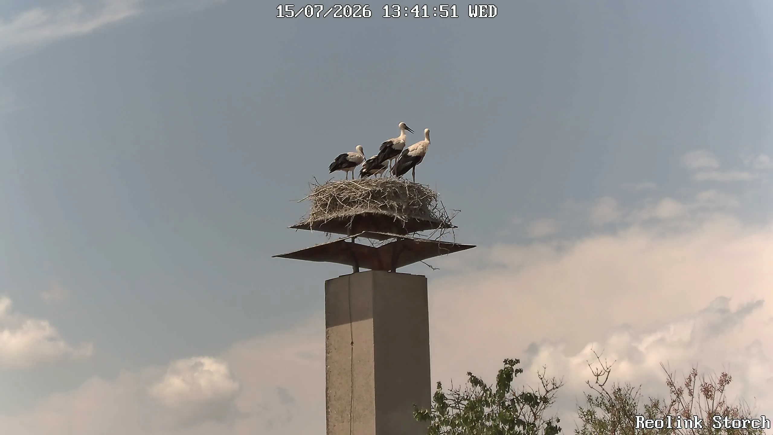 Storchencam Bild