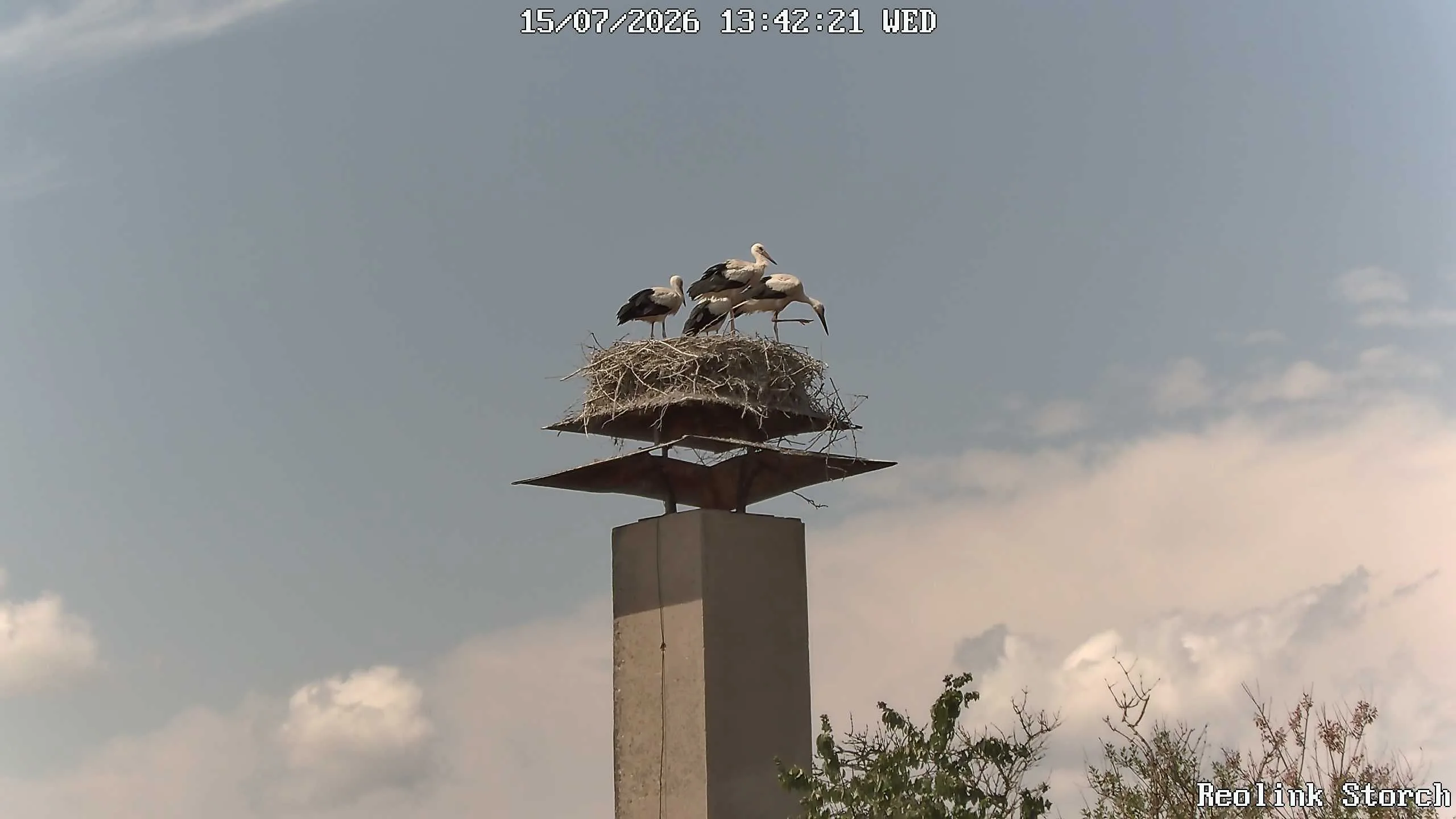 Storchencam Bild