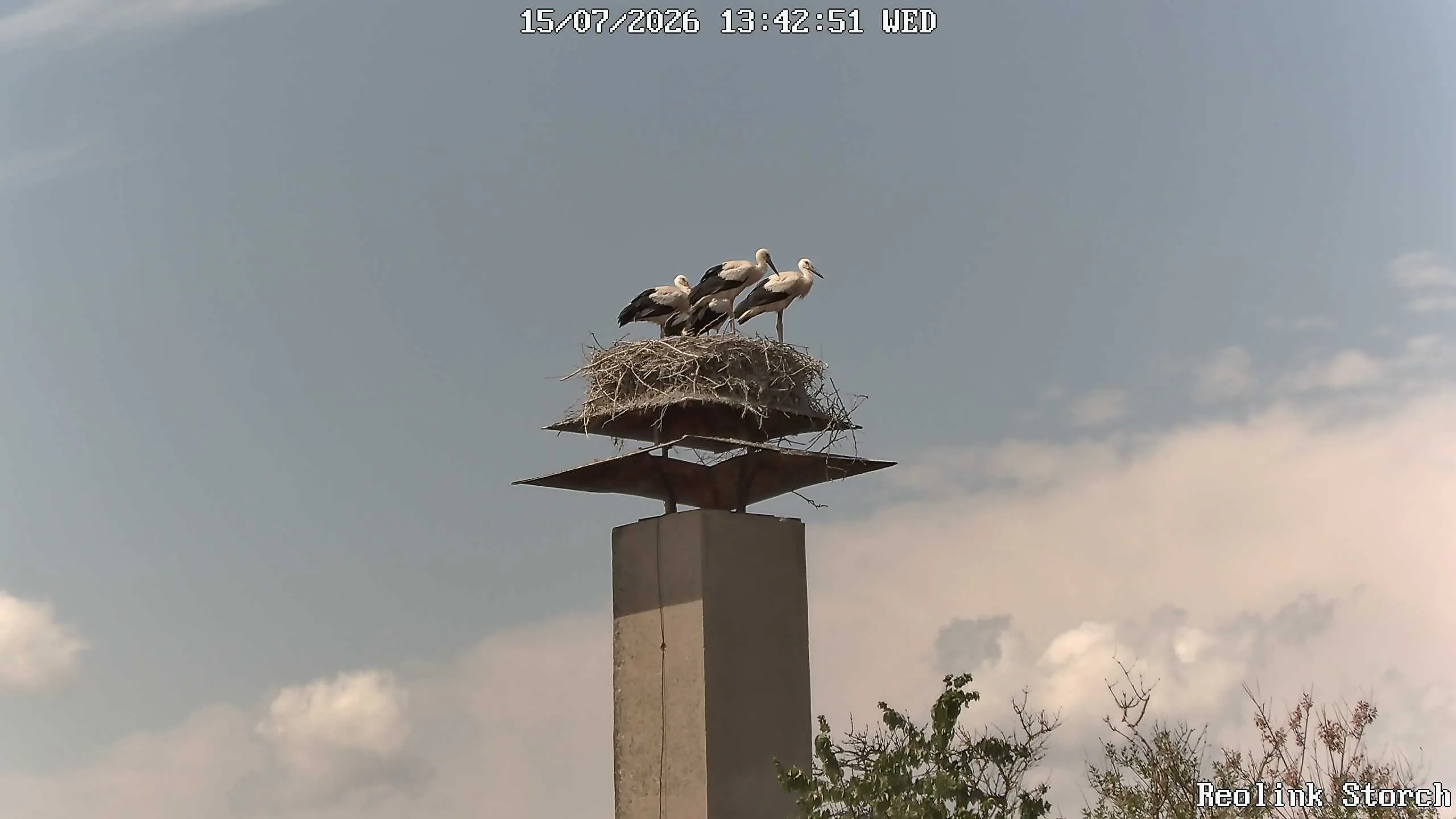 Storchencam Bild
