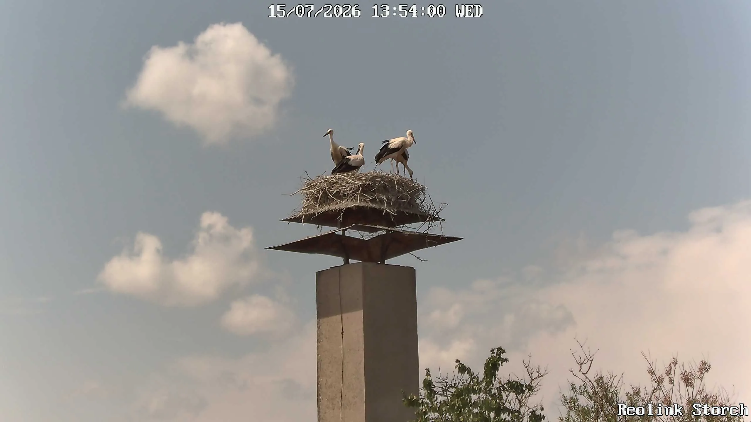 Storchencam Bild