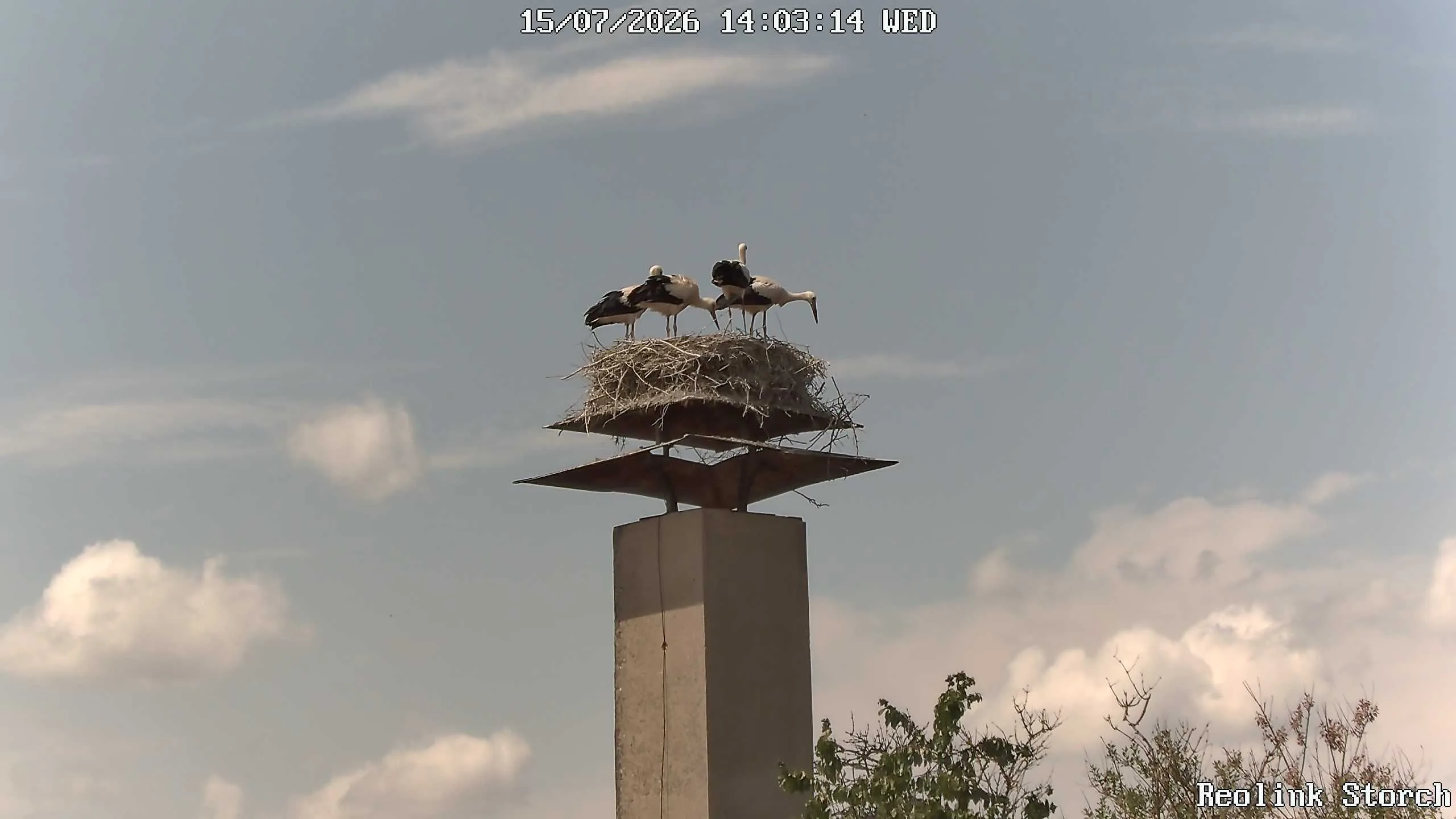 Storchencam Bild