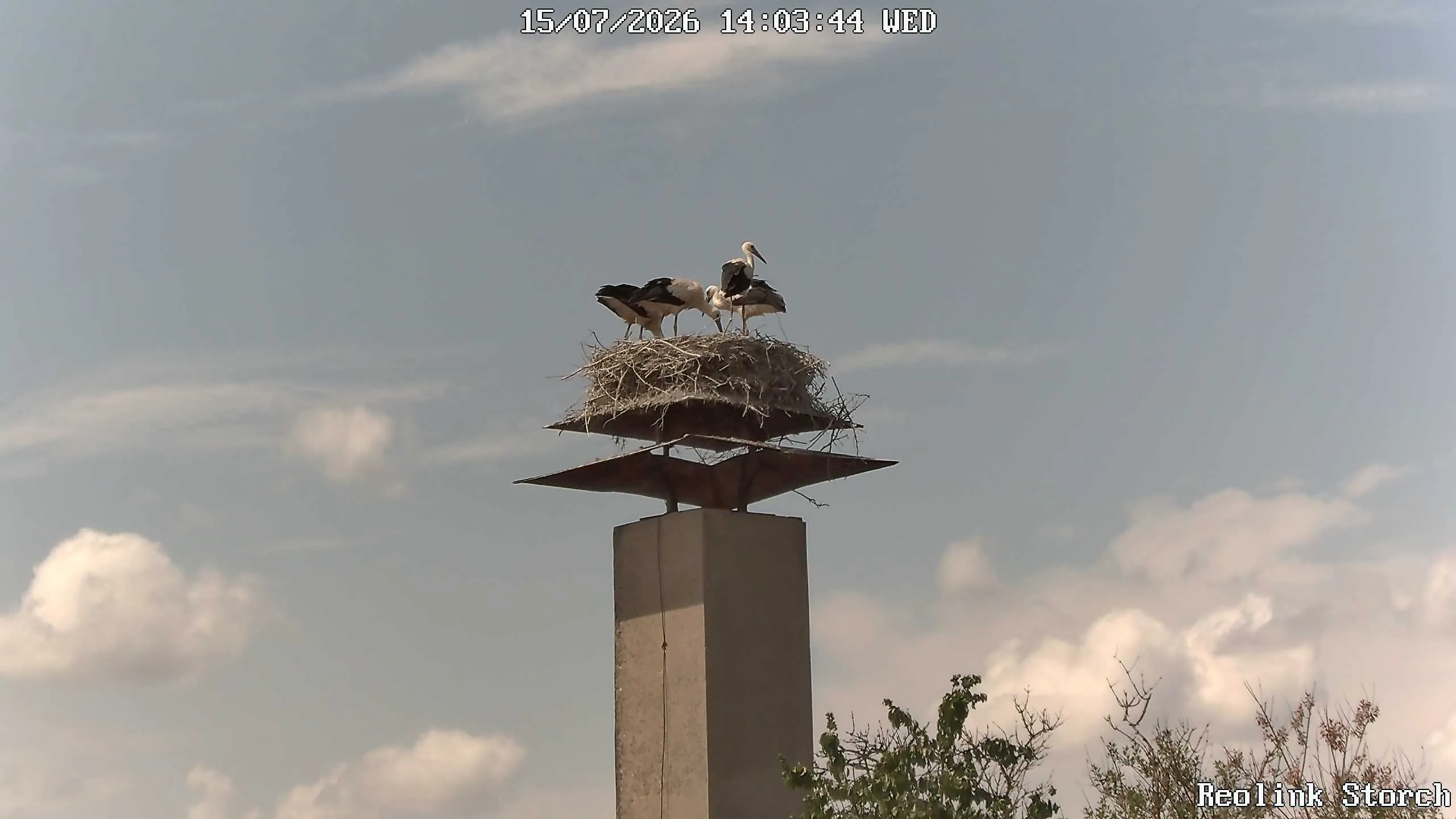 Storchencam Bild