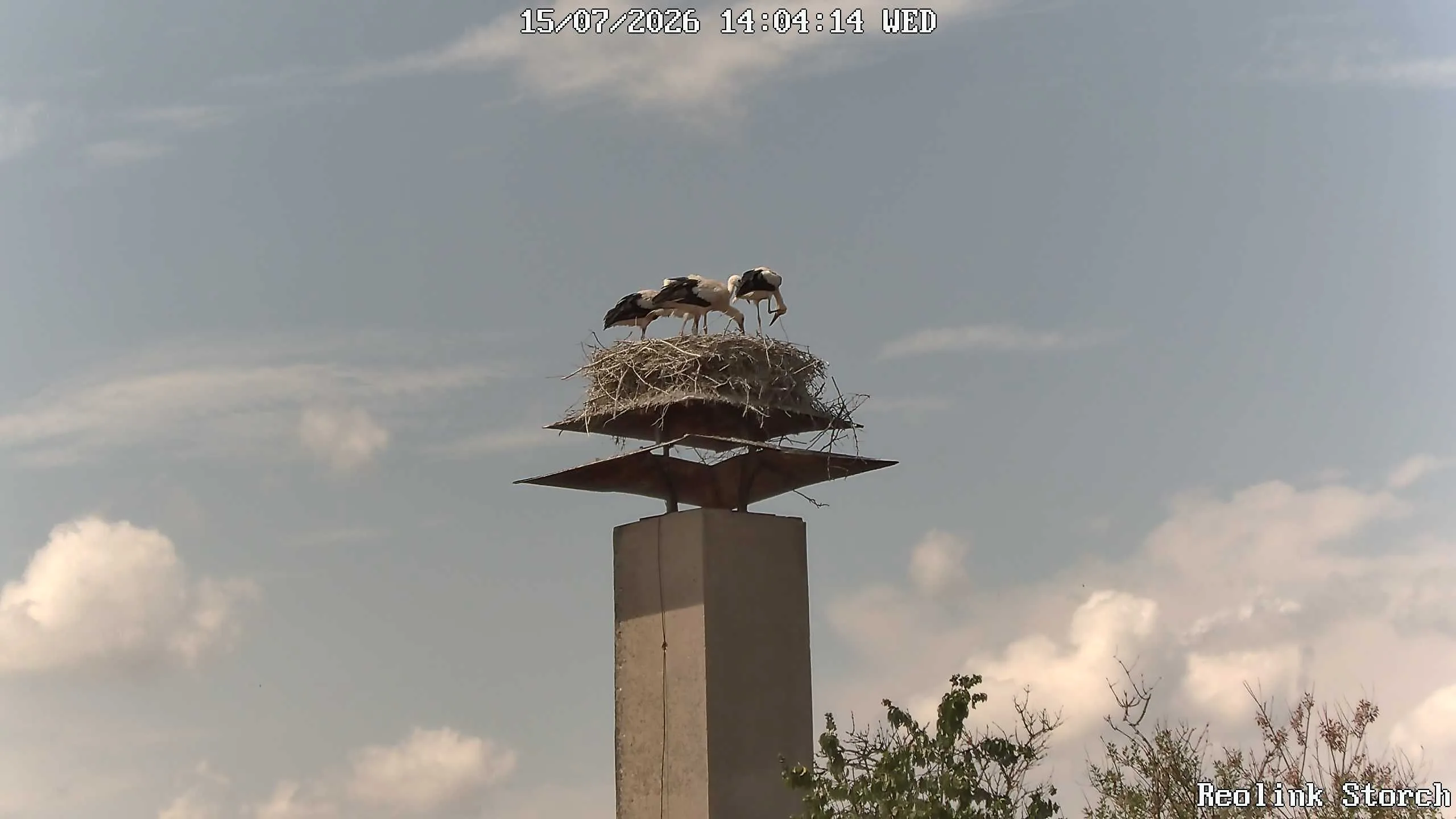 Storchencam Bild