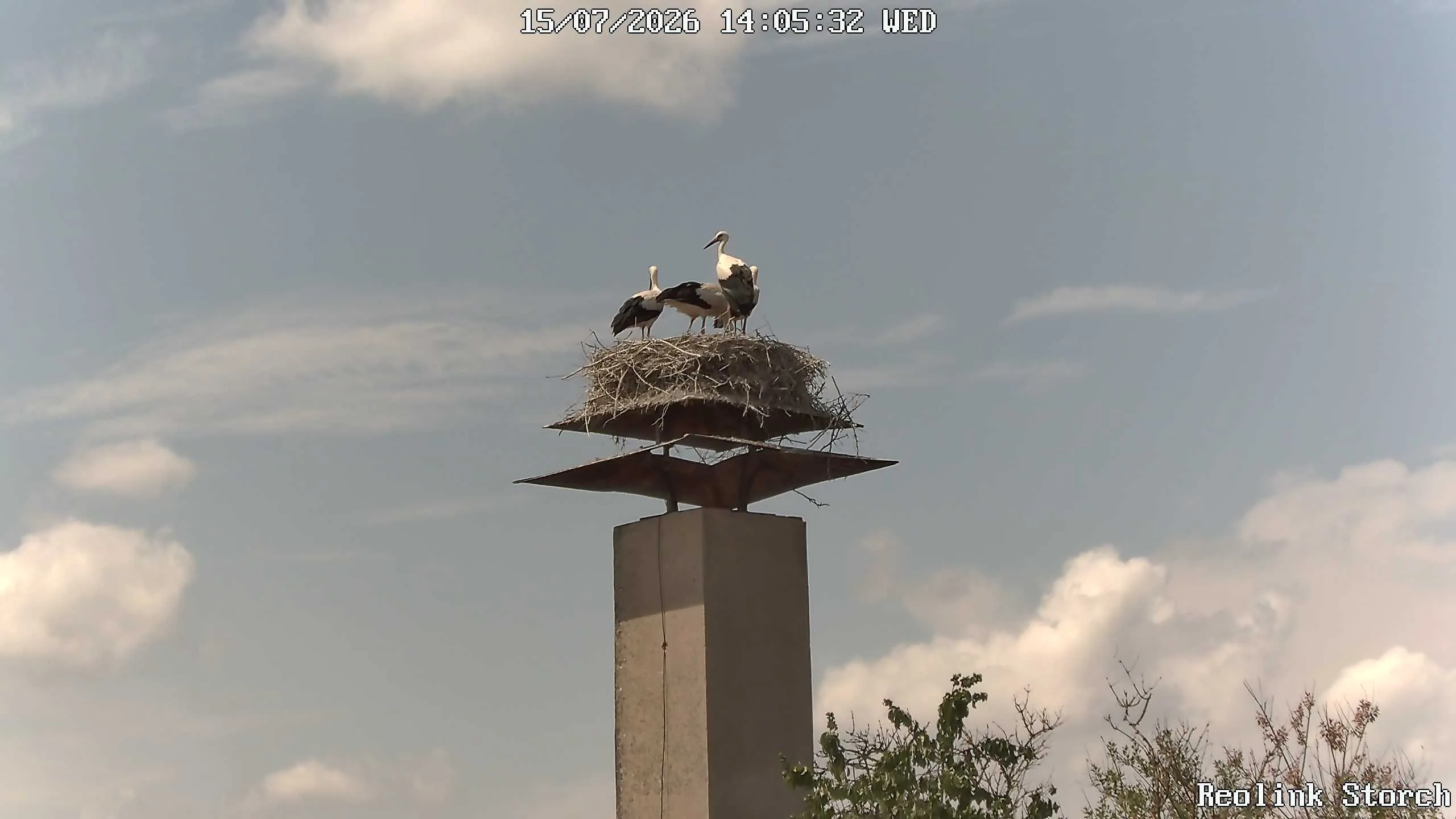 Storchencam Bild