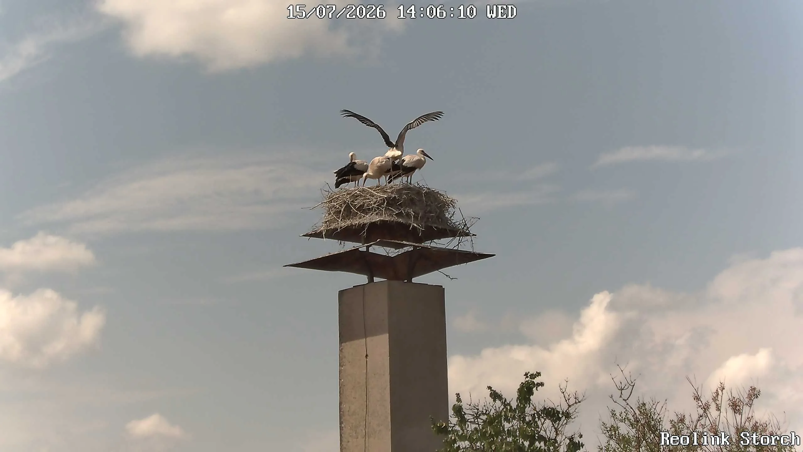 Storchencam Bild