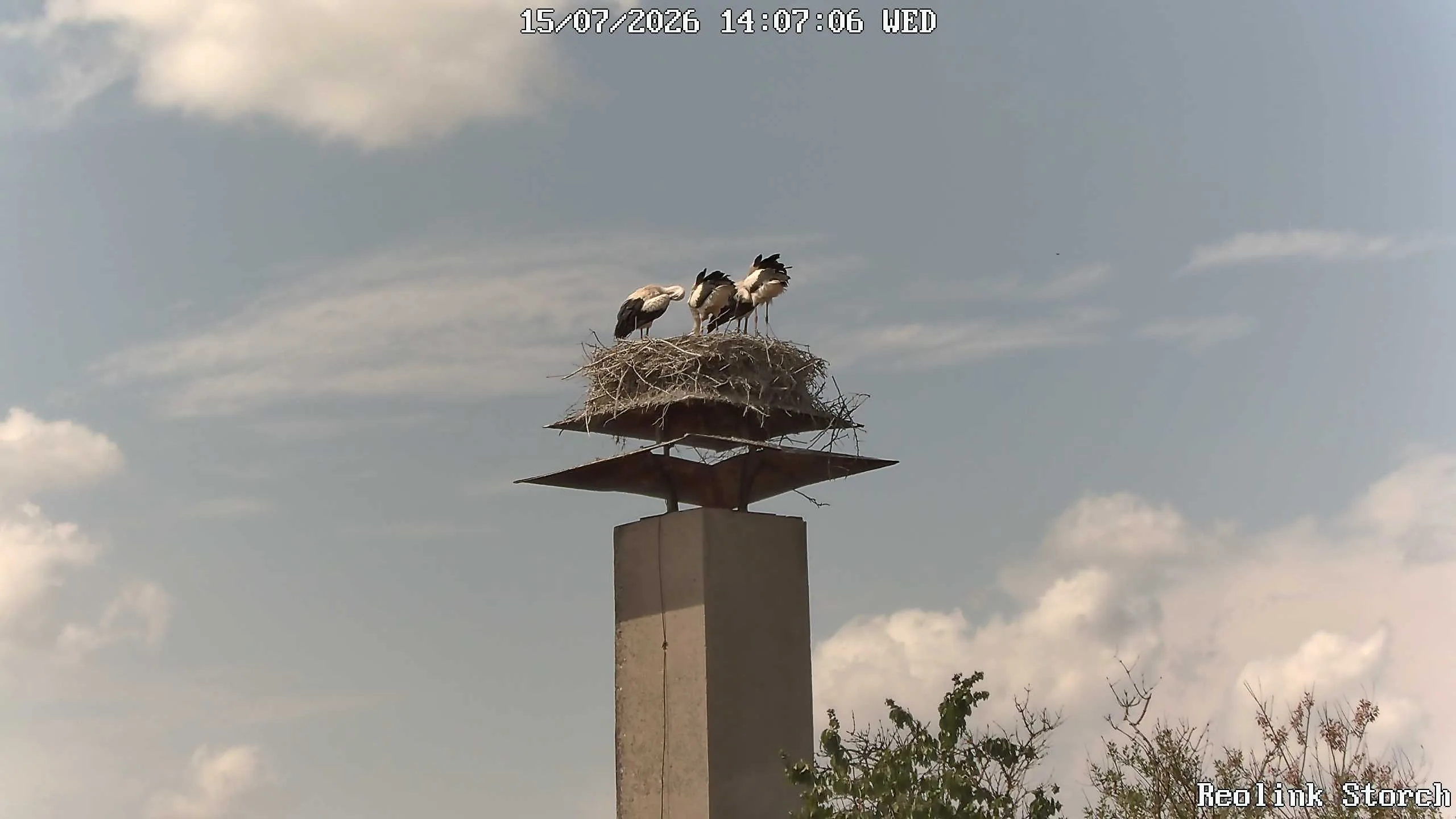 Storchencam Bild