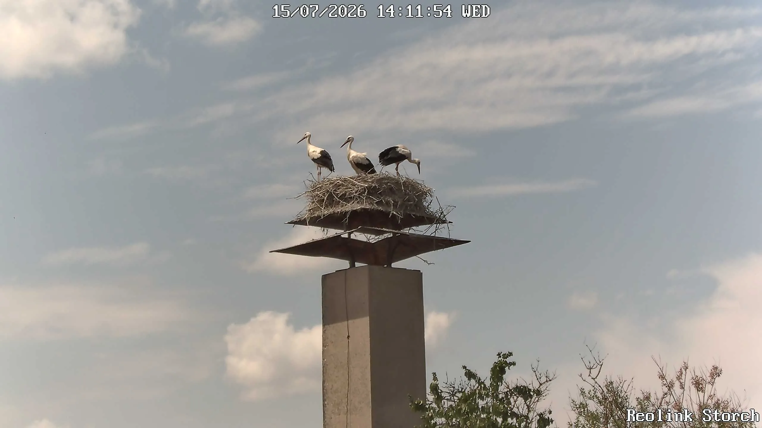 Storchencam Bild