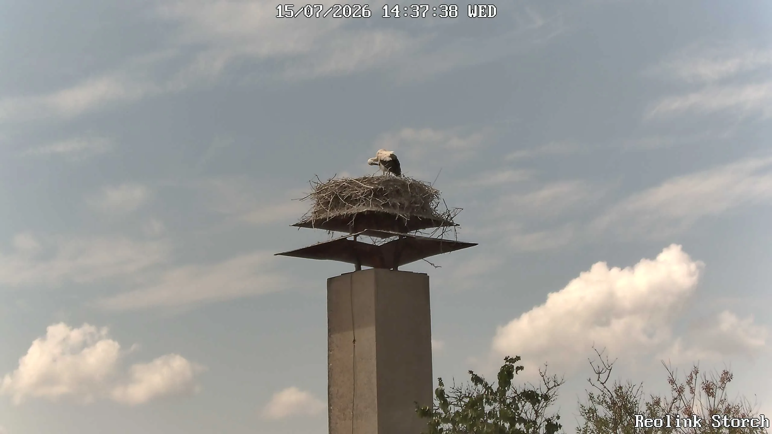 Storchencam Bild
