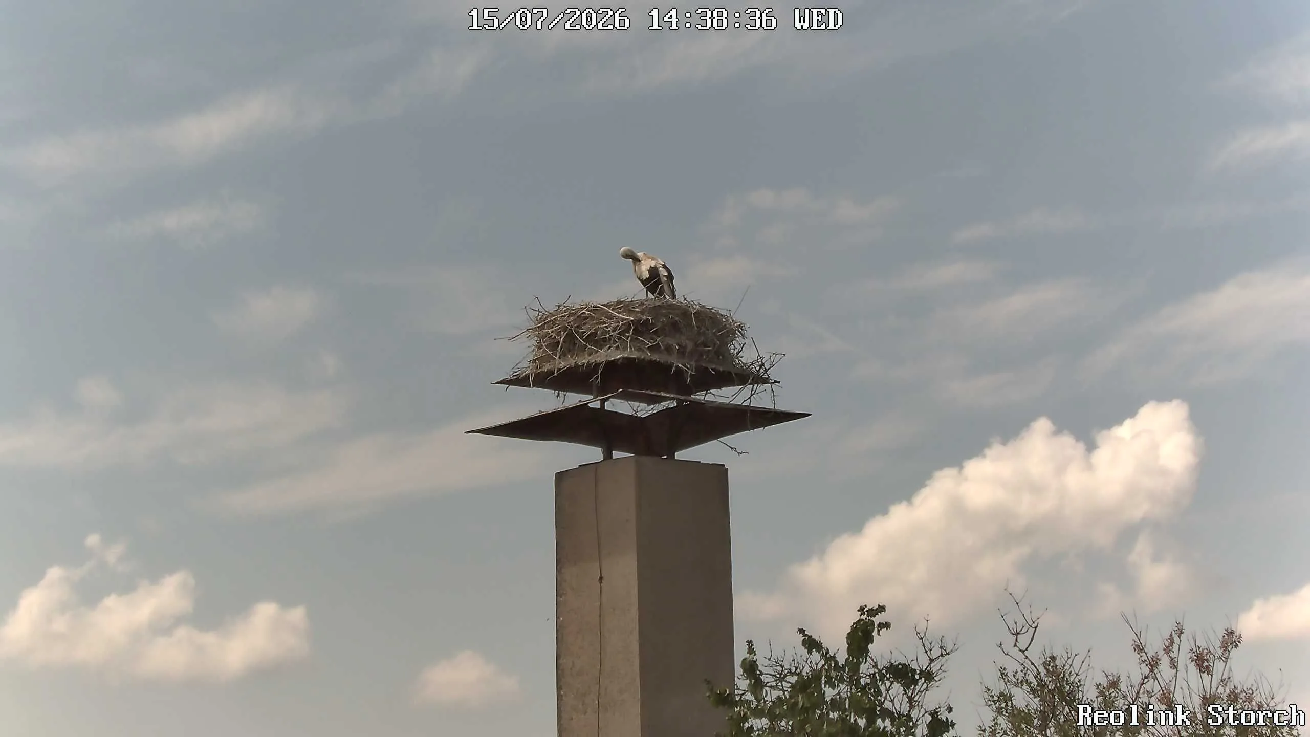 Storchencam Bild