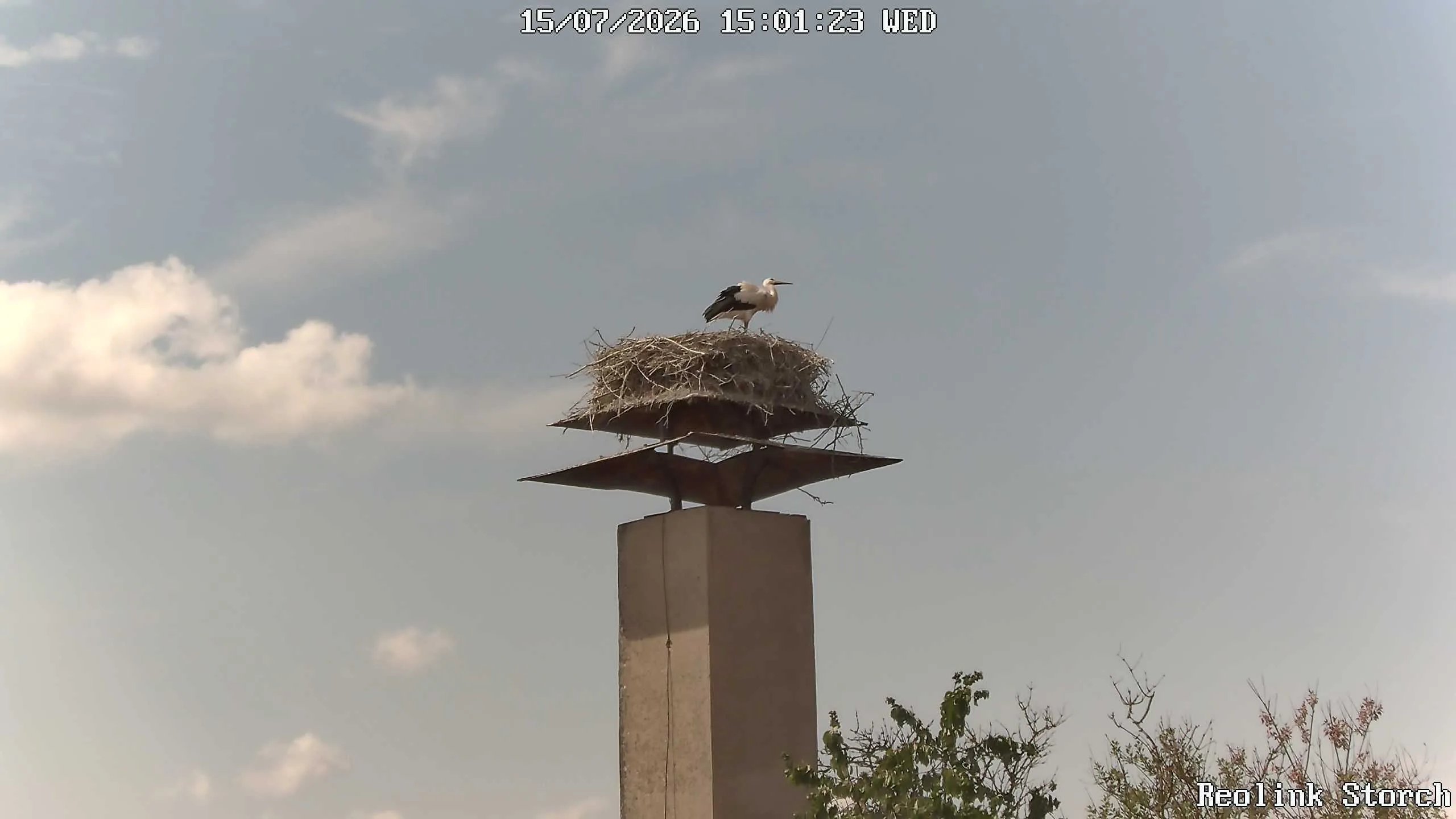 Storchencam Bild