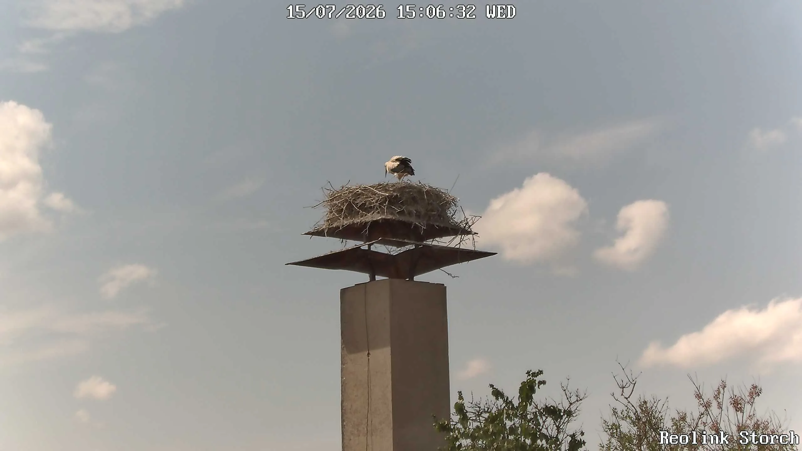 Storchencam Bild