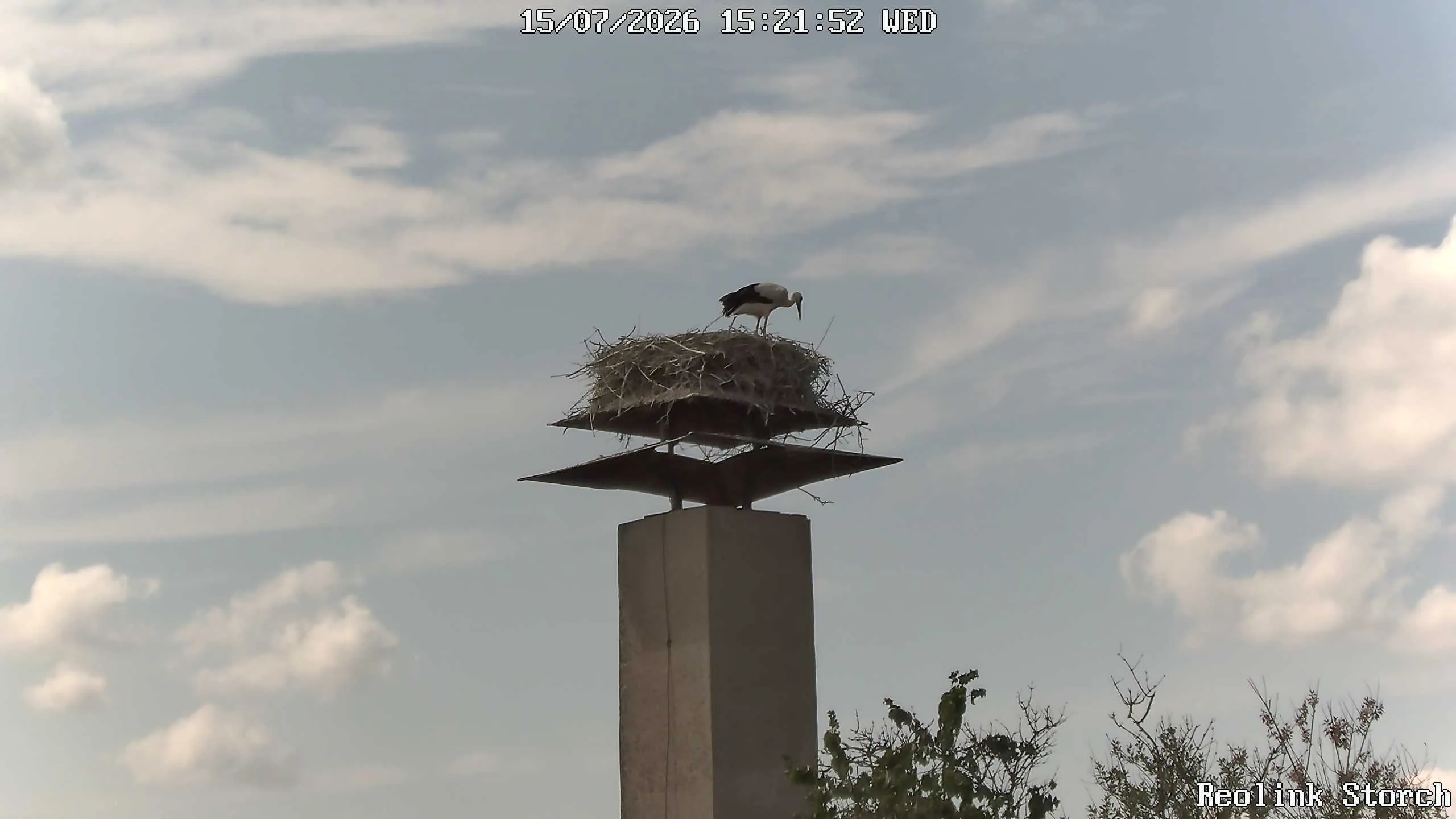 Storchencam Bild
