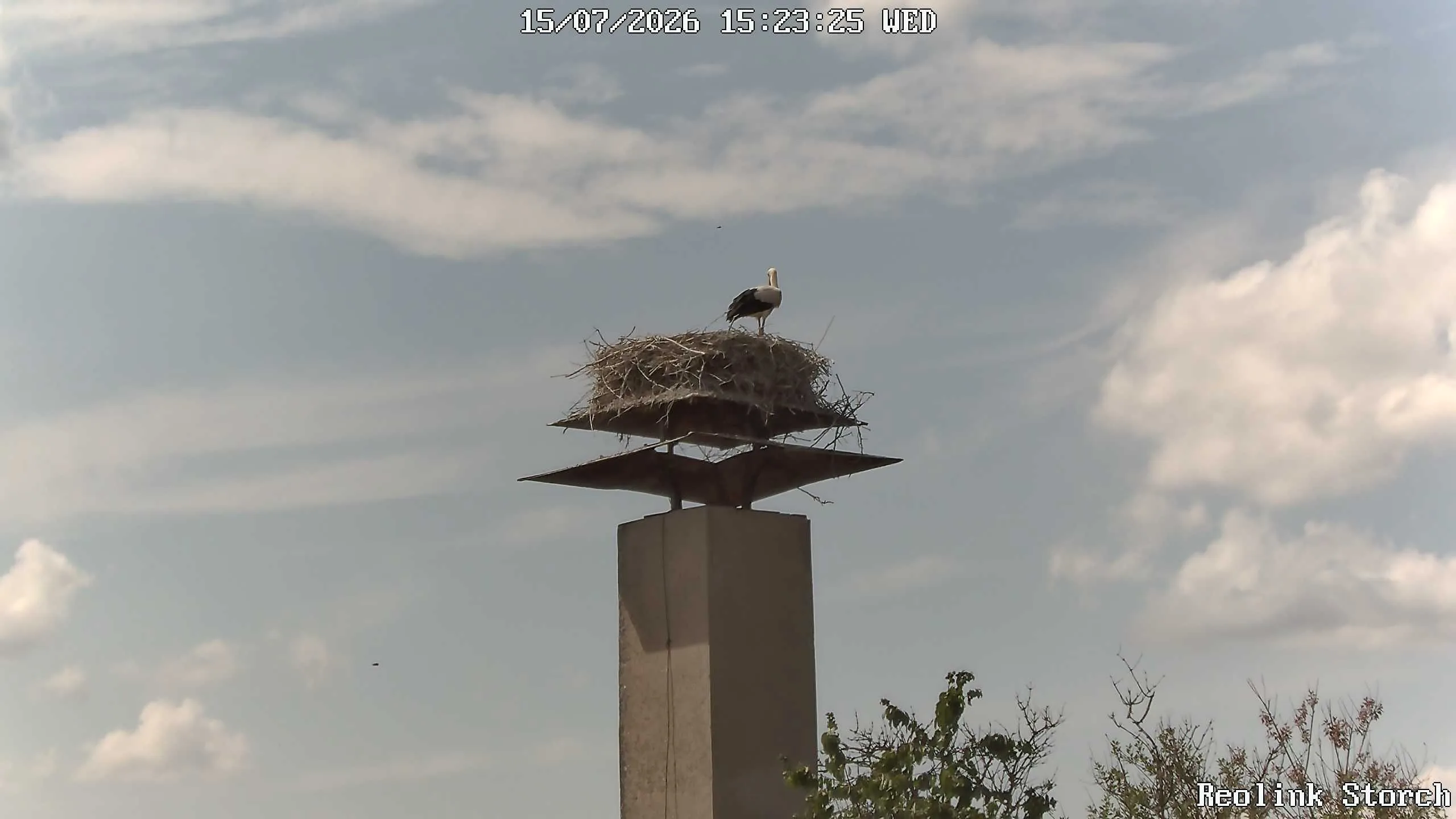 Storchencam Bild