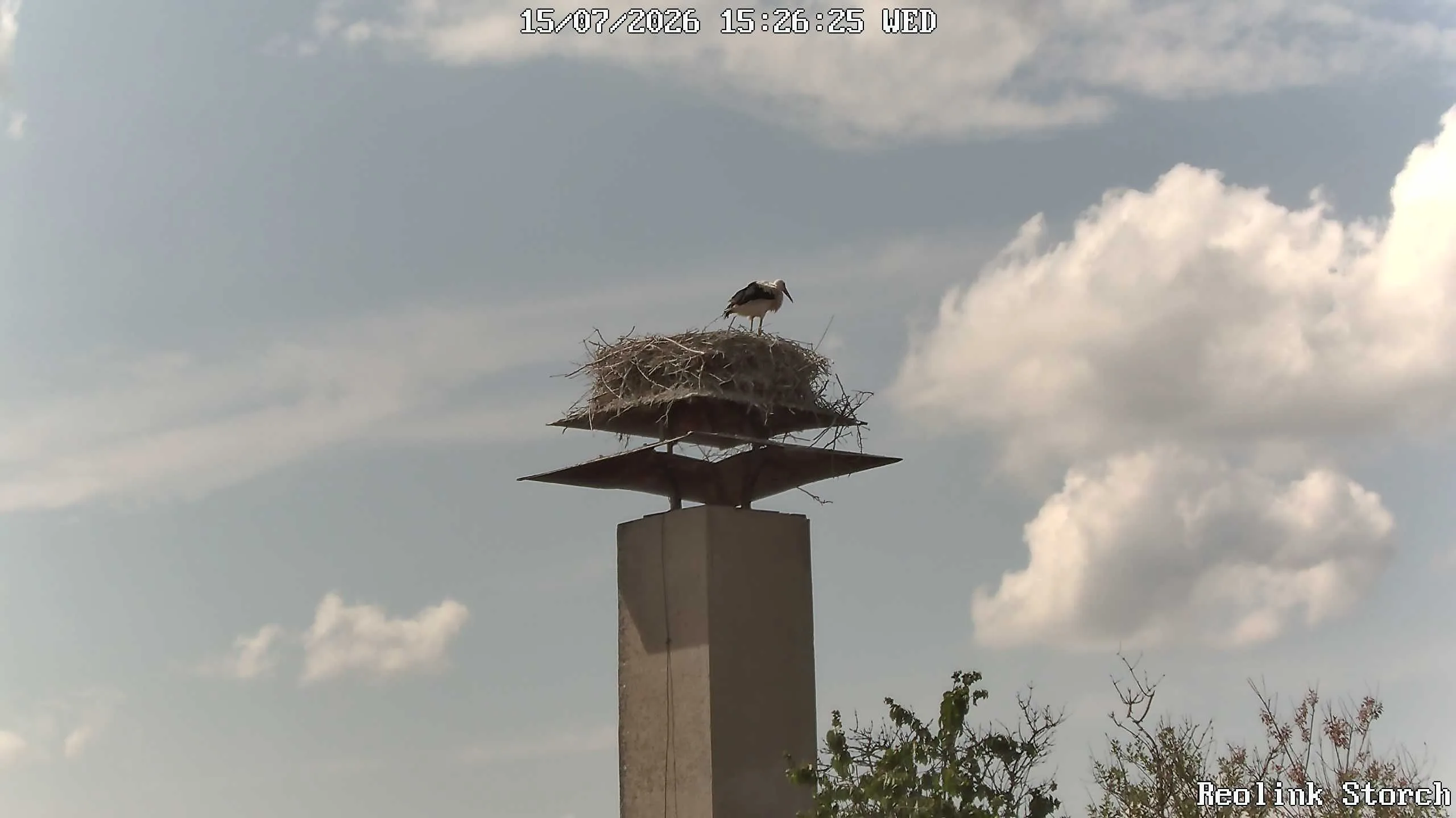 Storchencam Bild