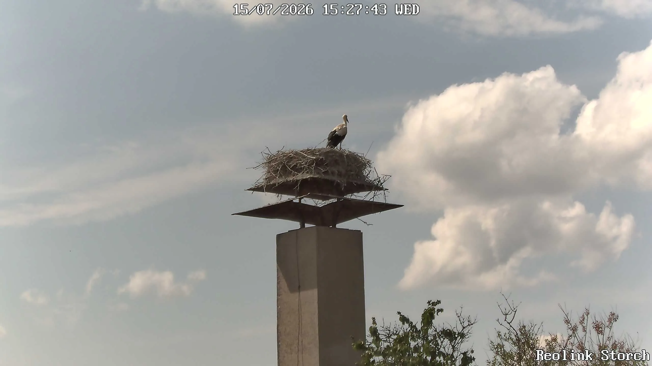 Storchencam Bild