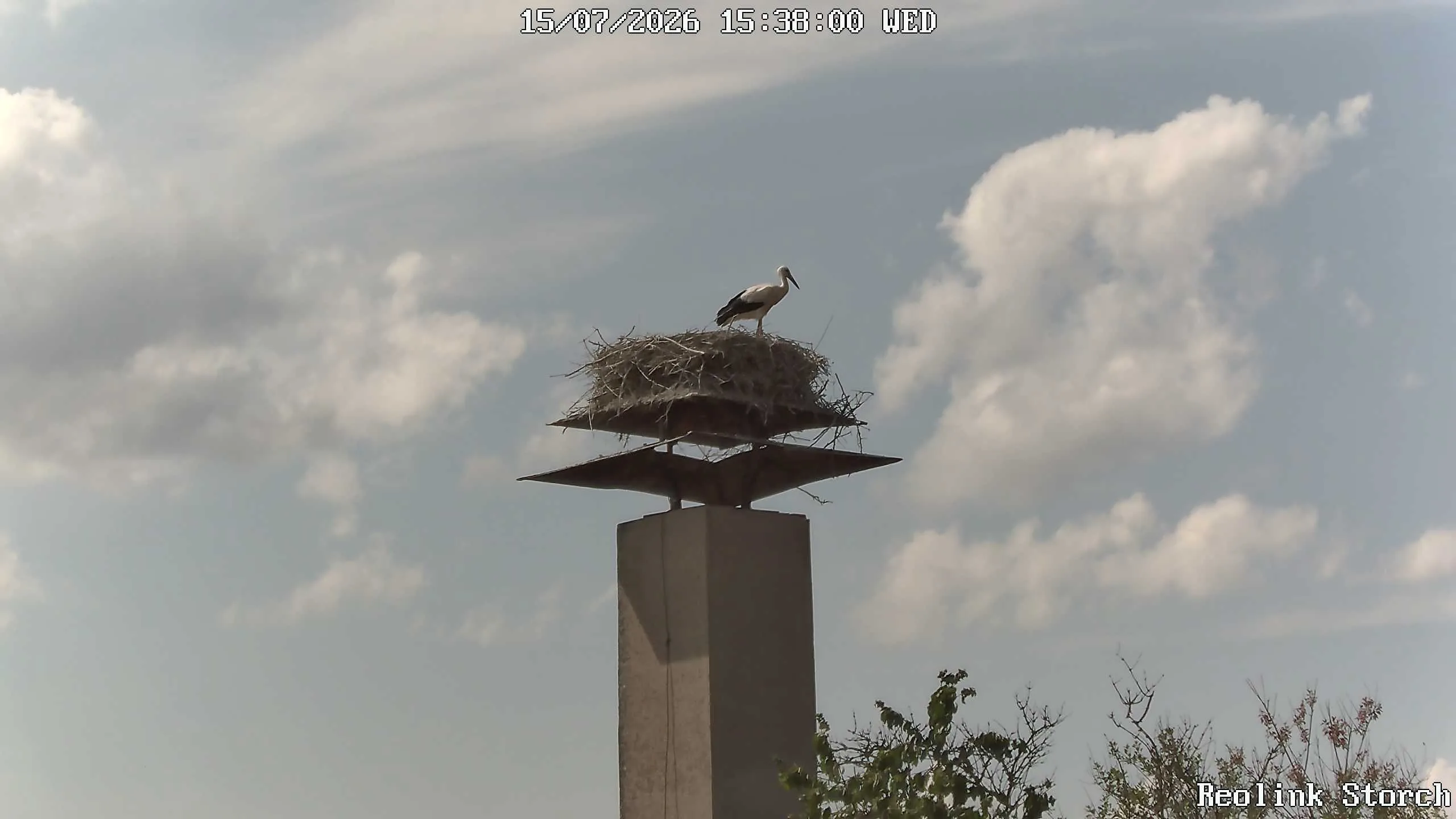 Storchencam Bild