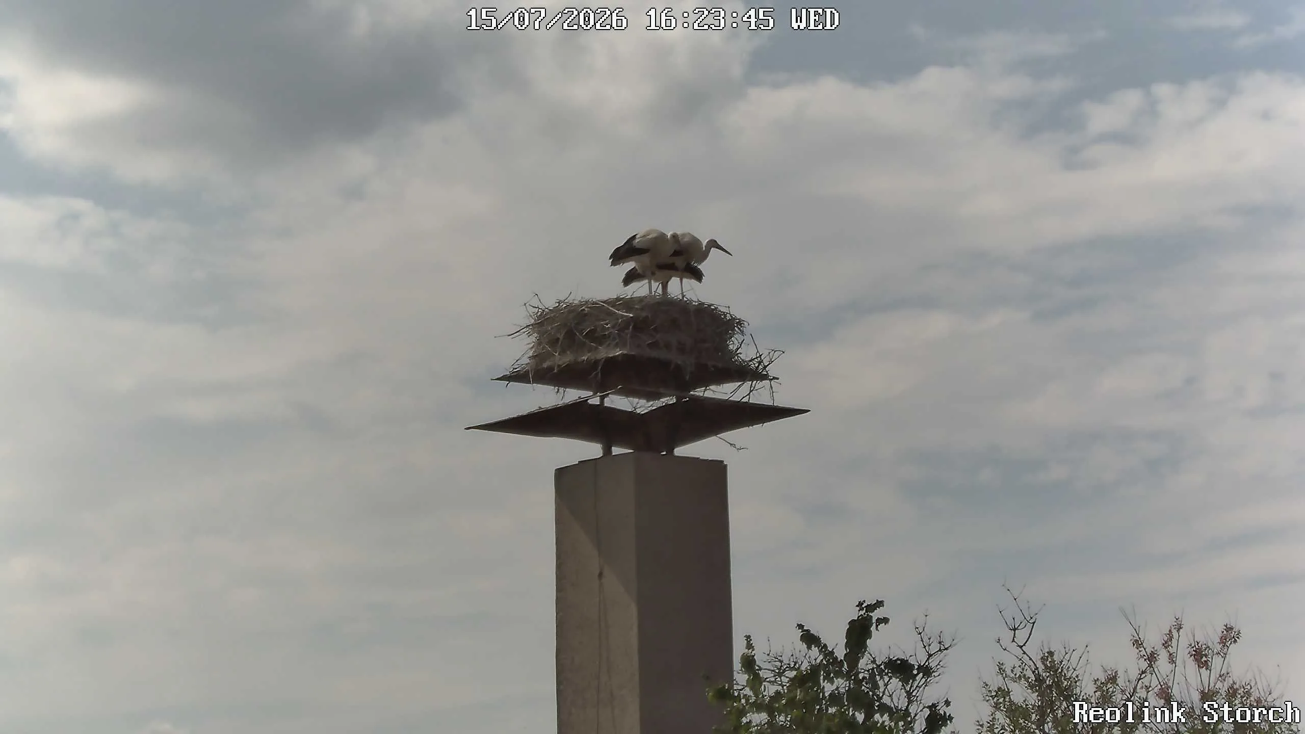 Storchencam Bild