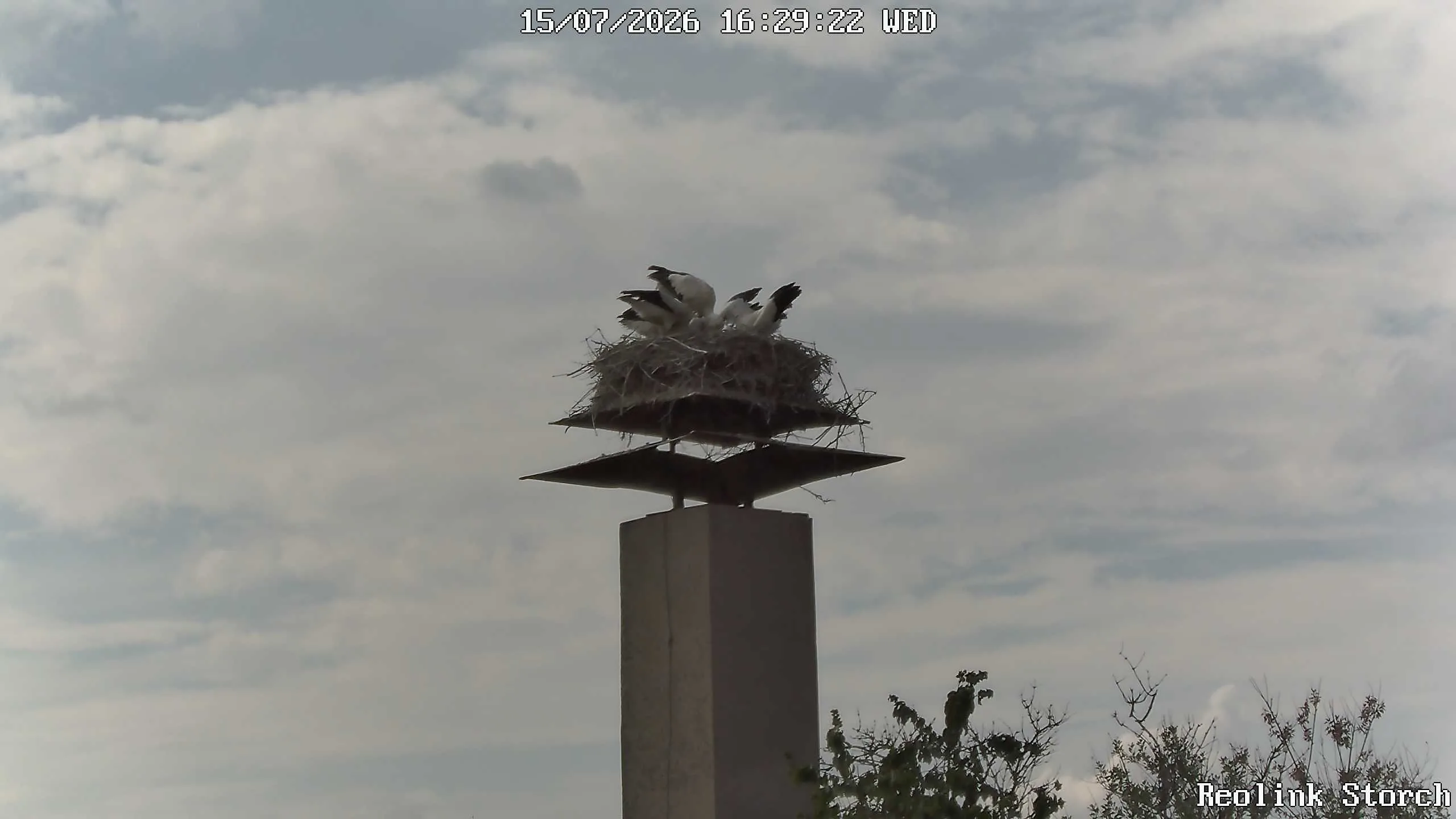 Storchencam Bild