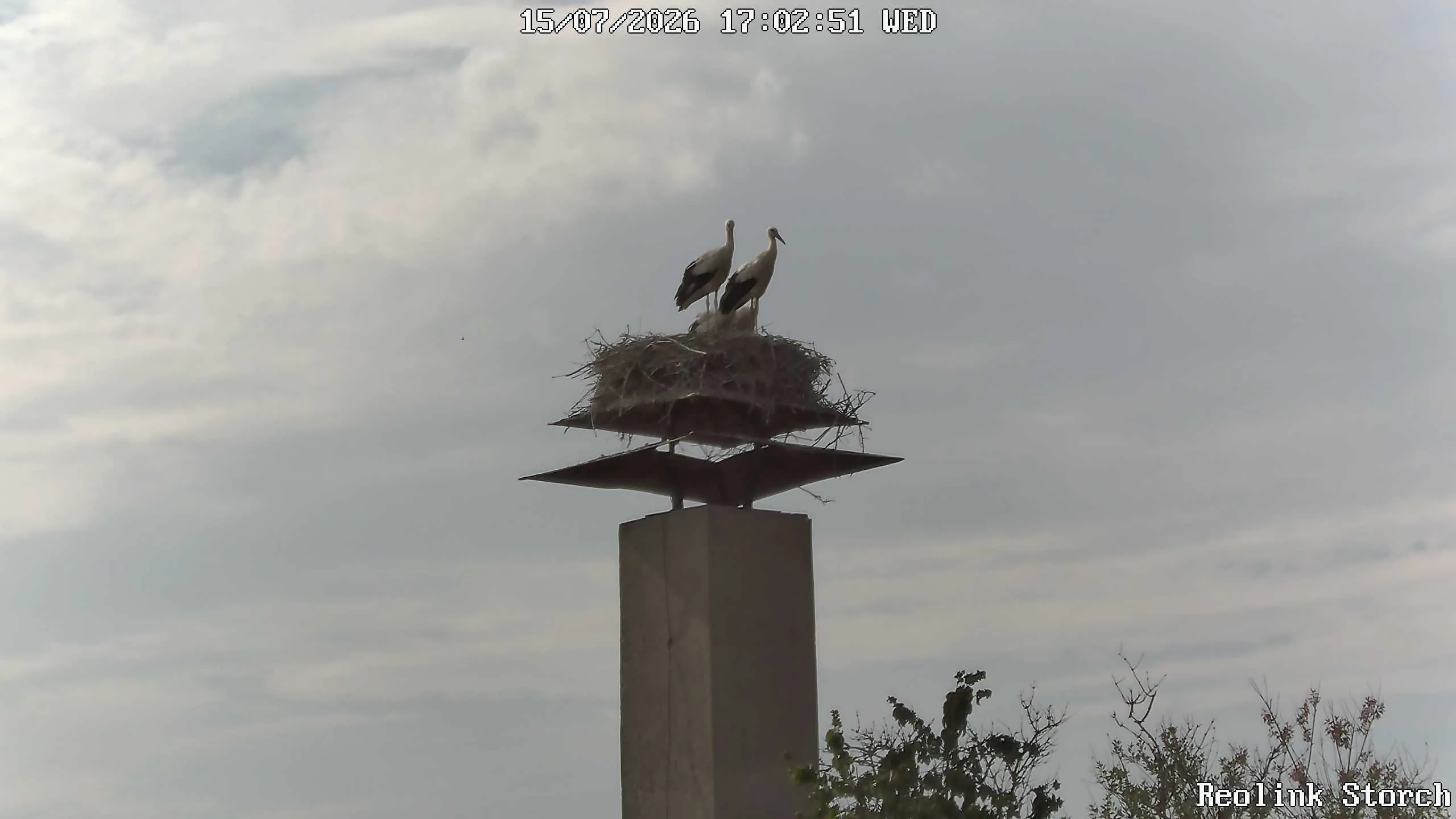 Storchencam Bild
