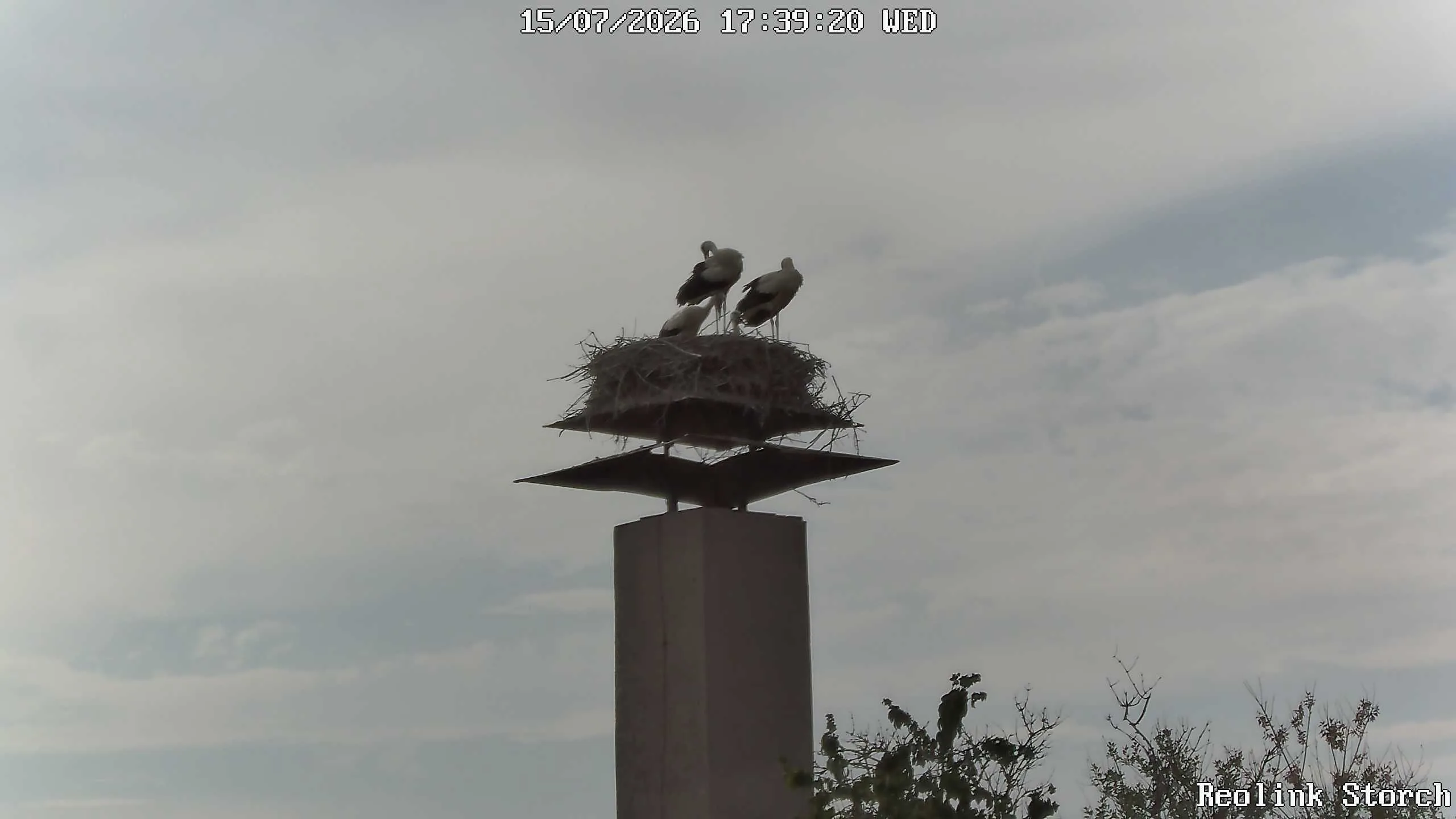 Storchencam Bild