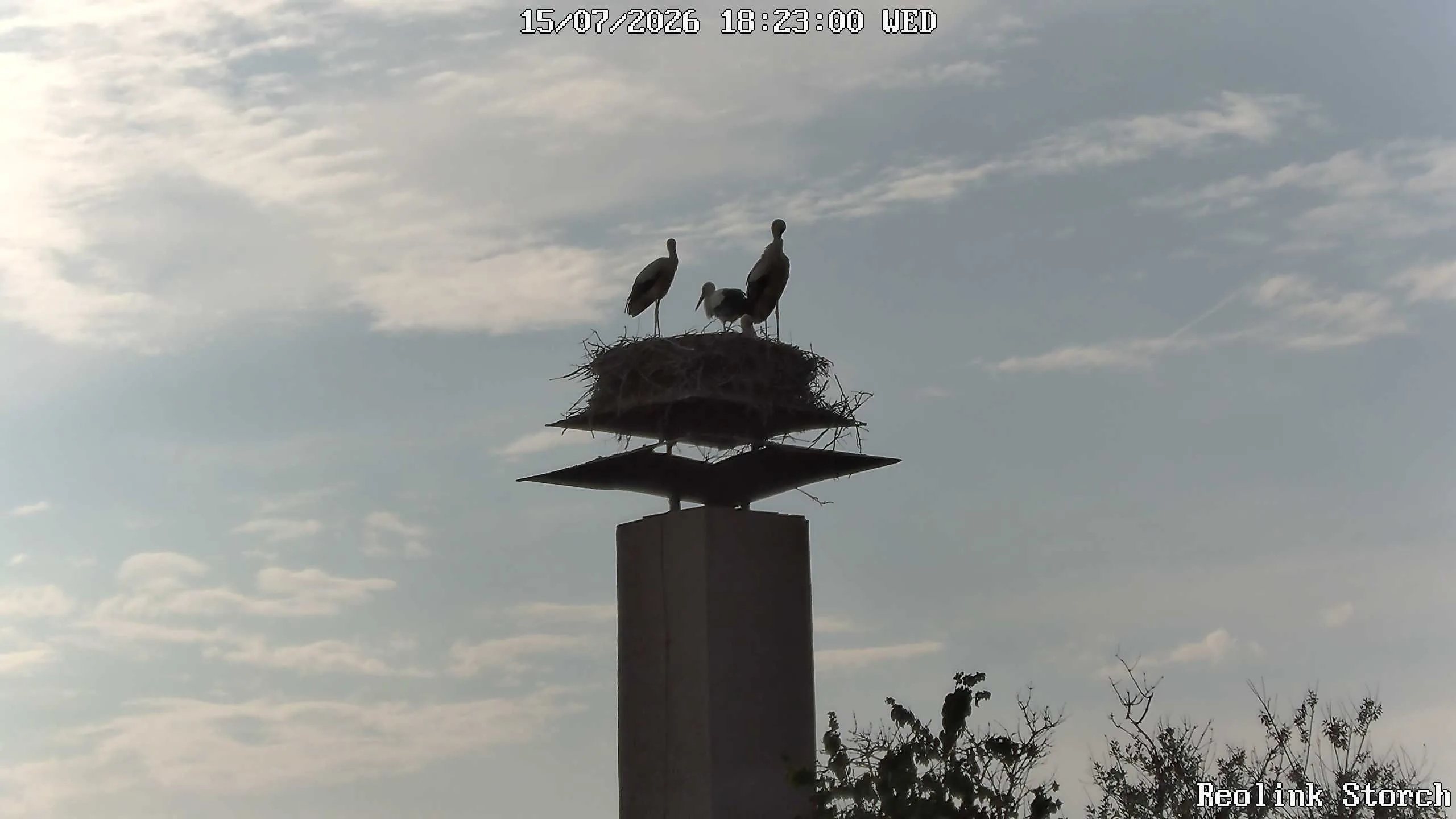 Storchencam Bild