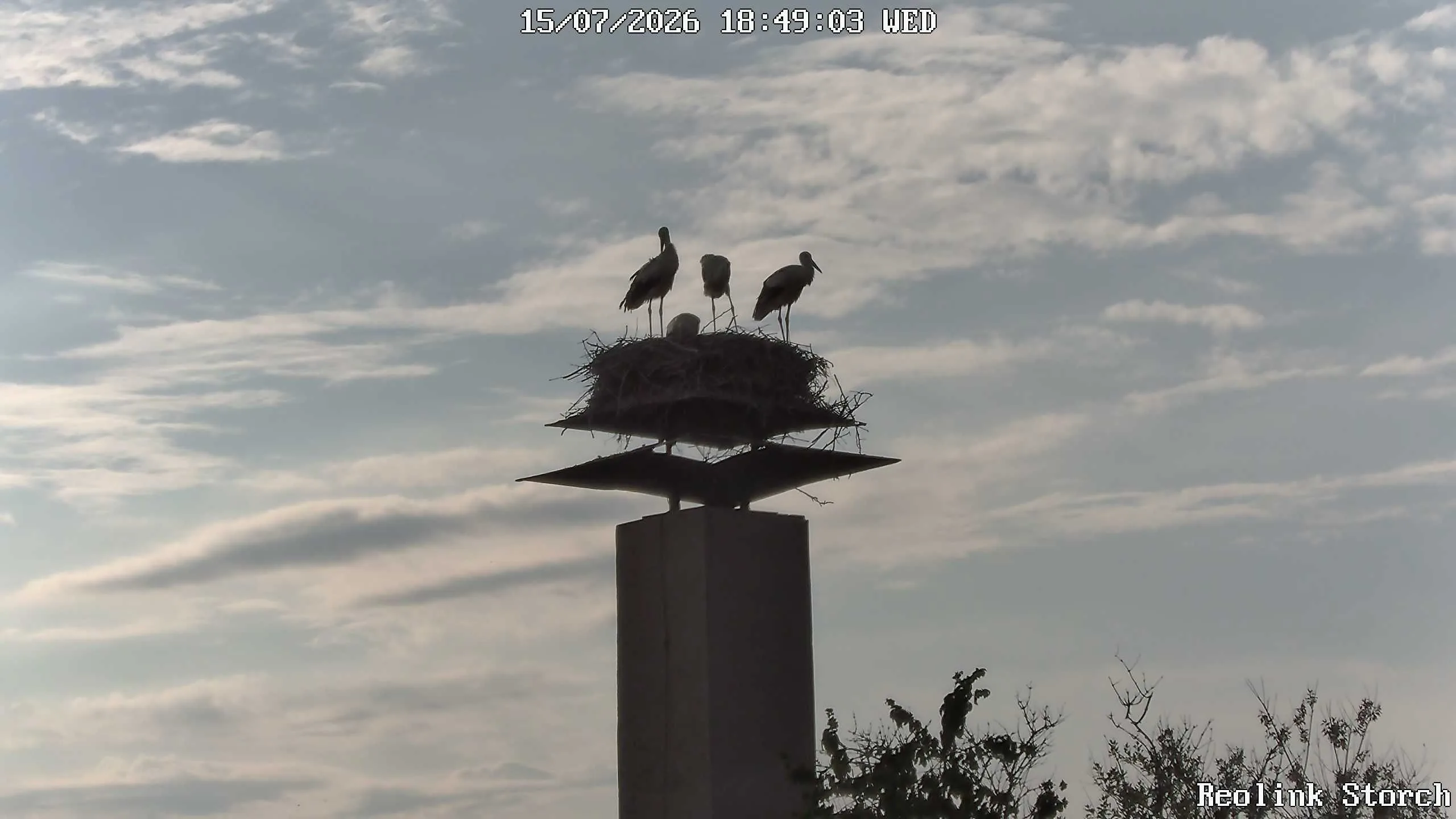 Storchencam Bild