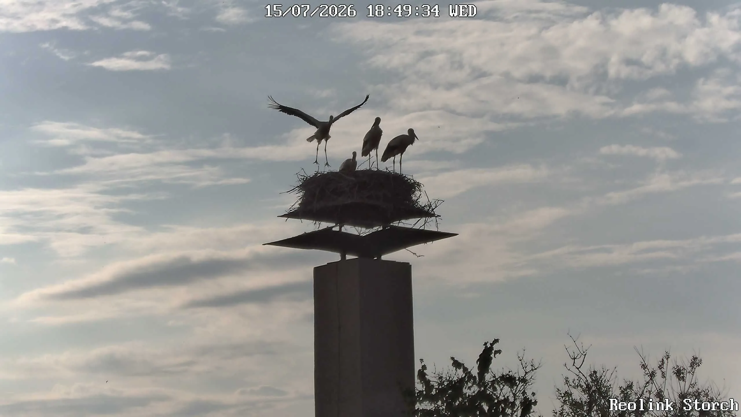 Storchencam Bild
