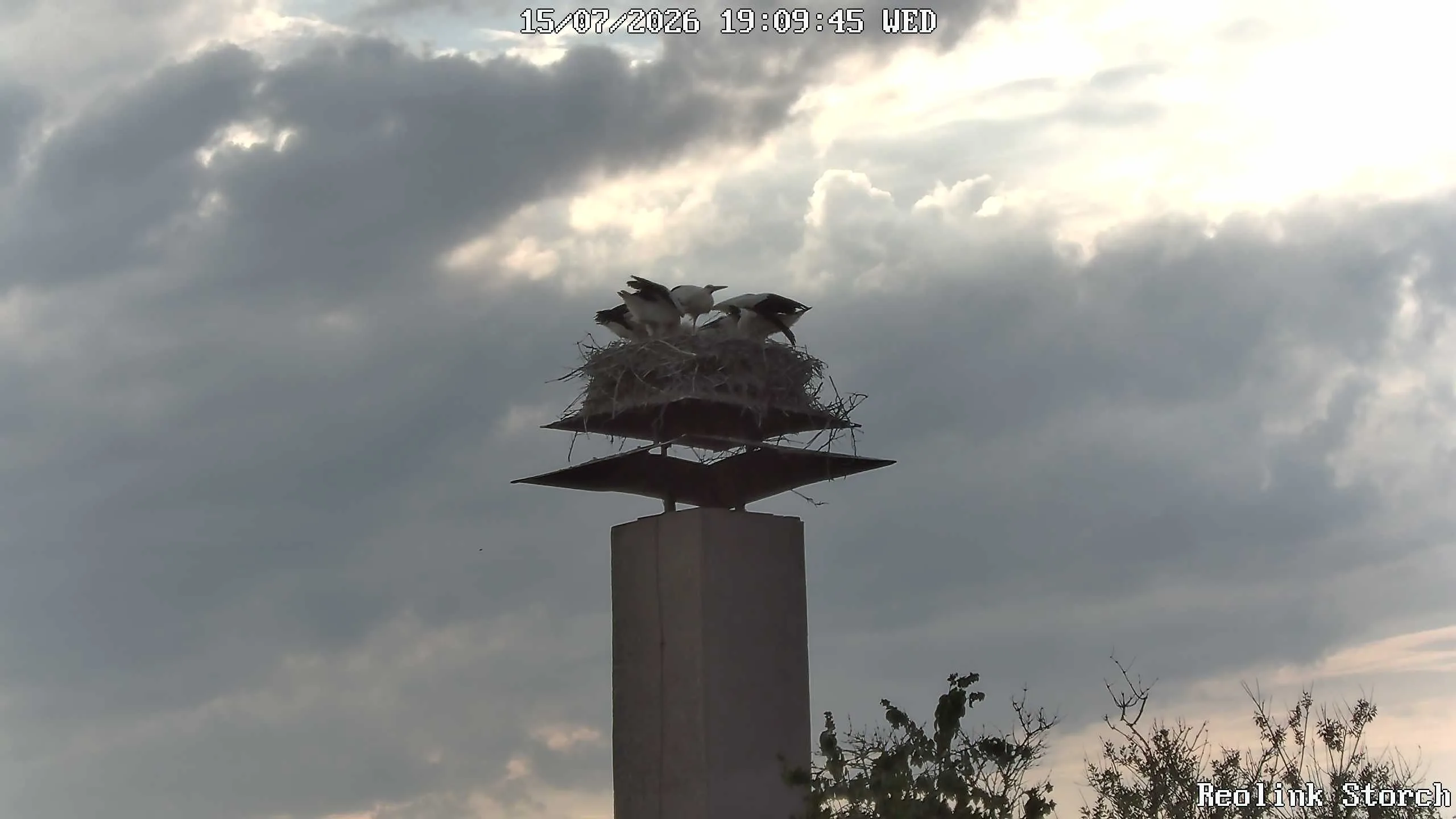 Storchencam Bild