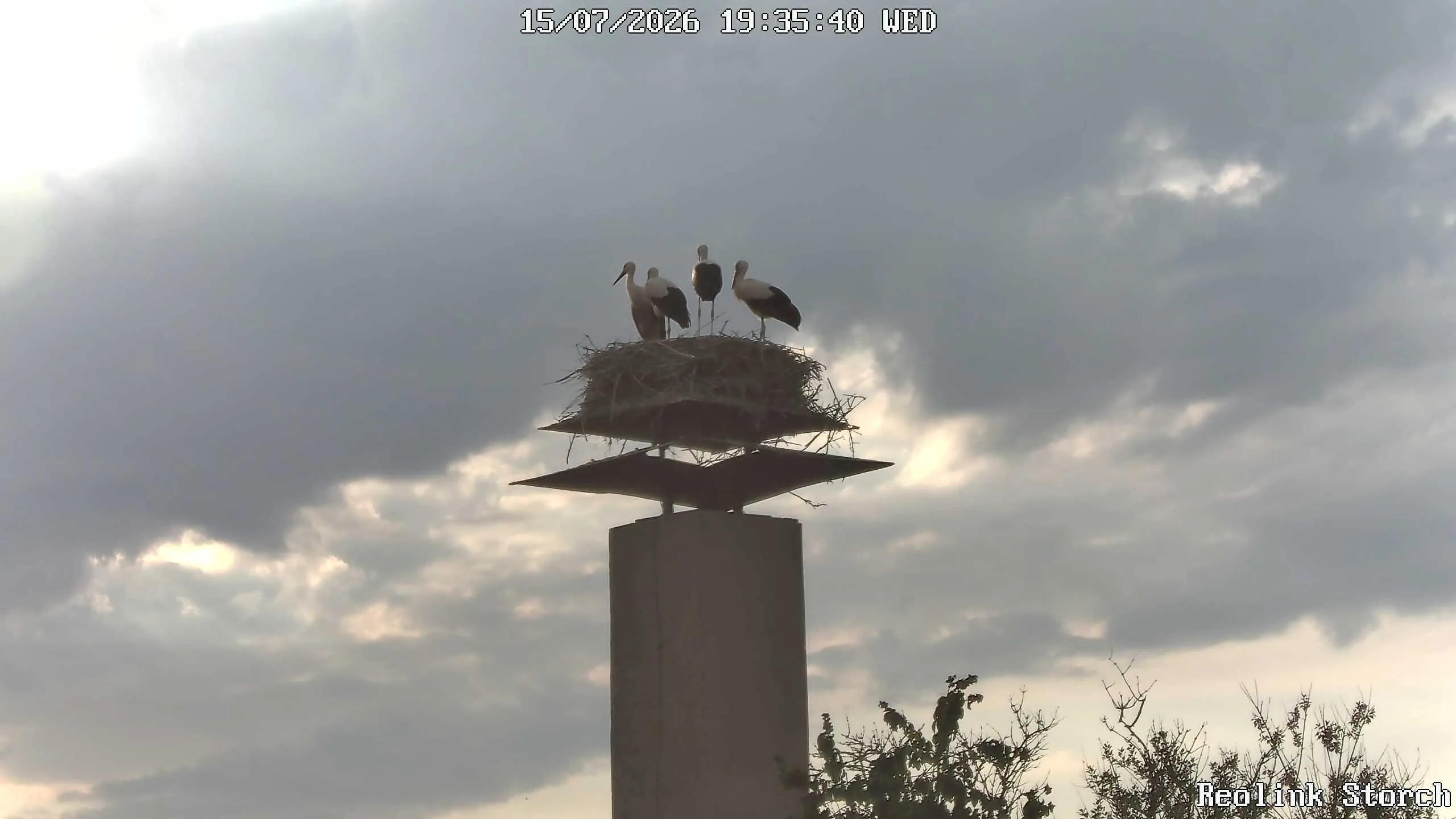 Storchencam Bild