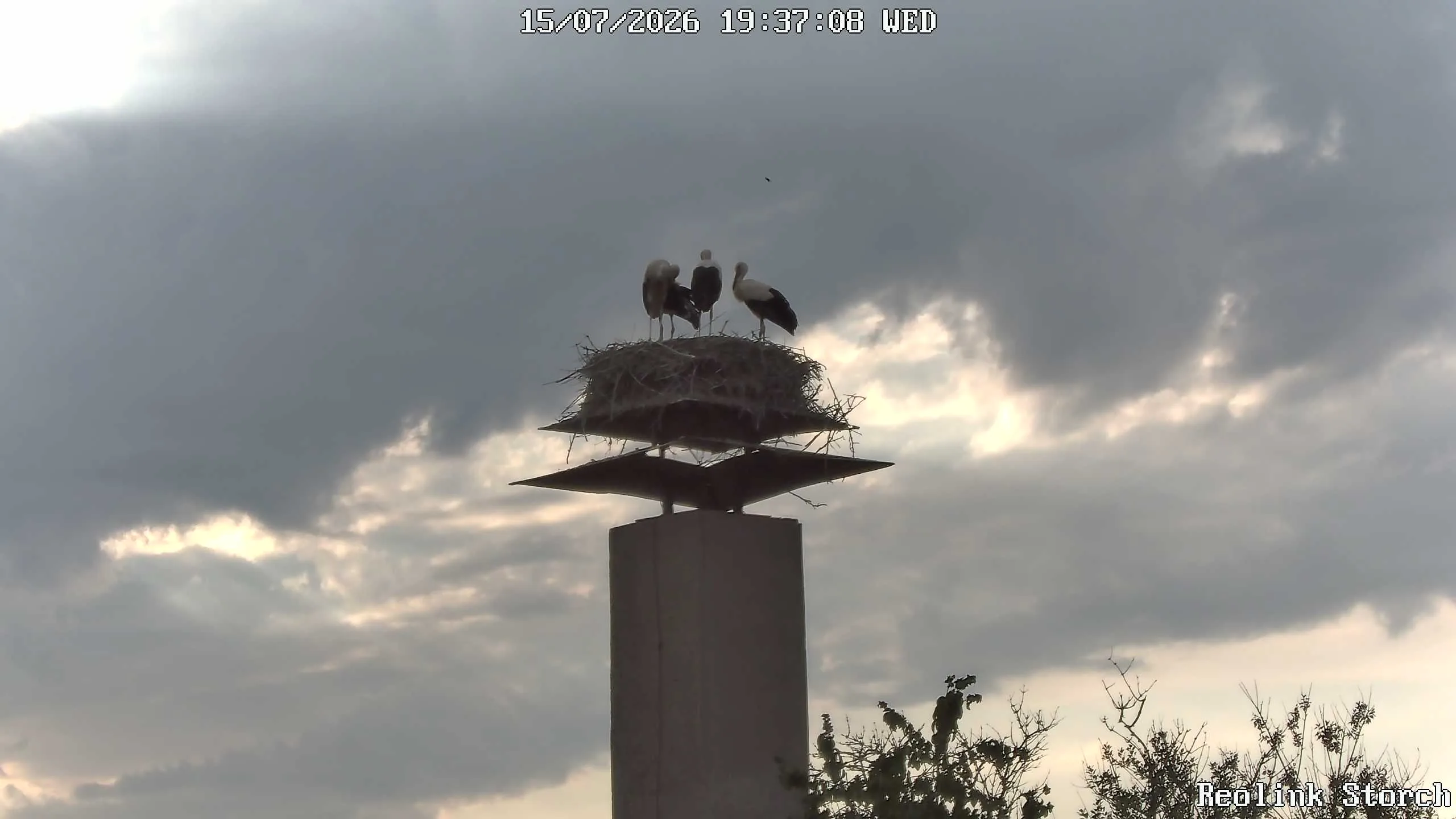 Storchencam Bild