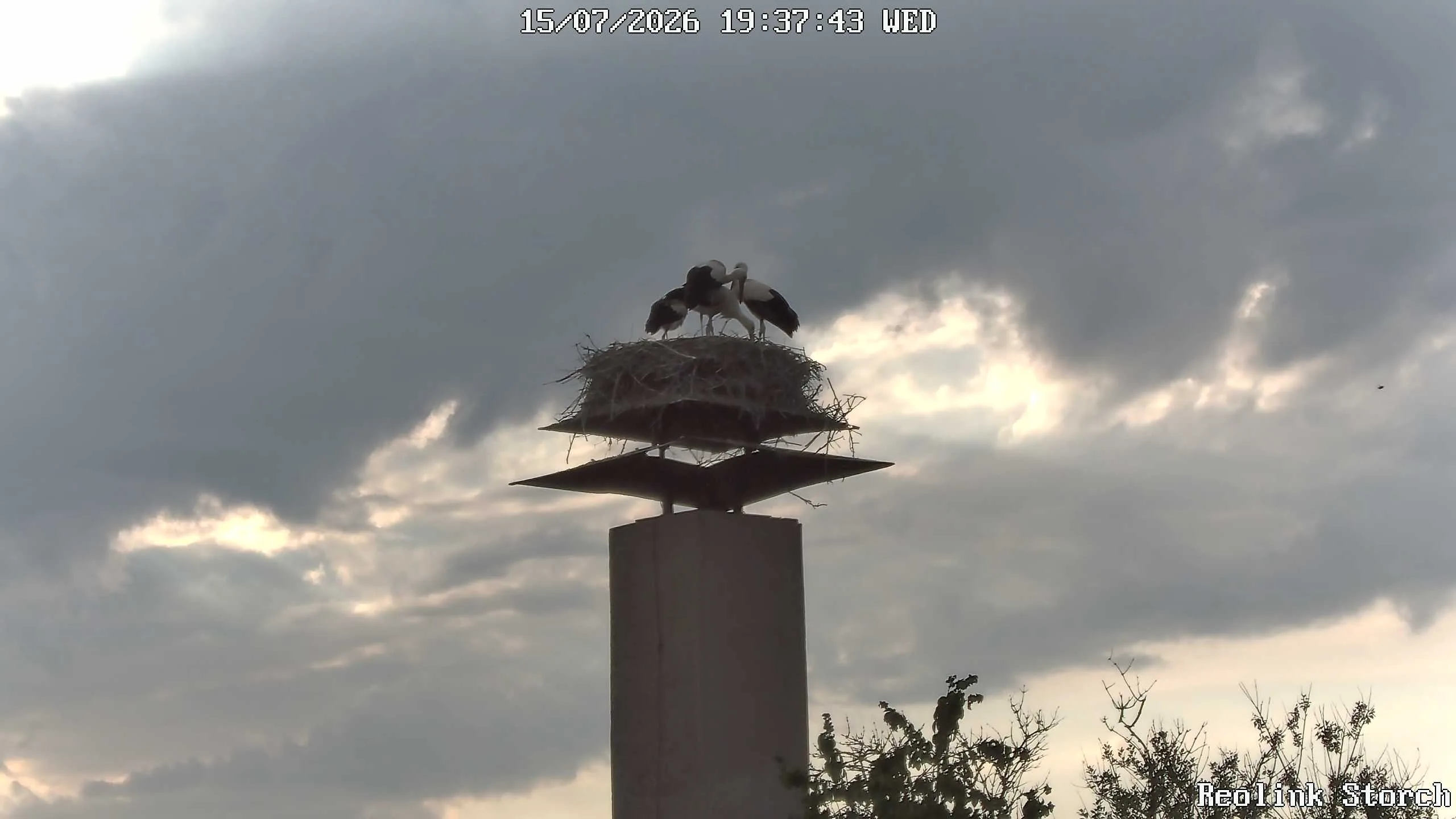Storchencam Bild
