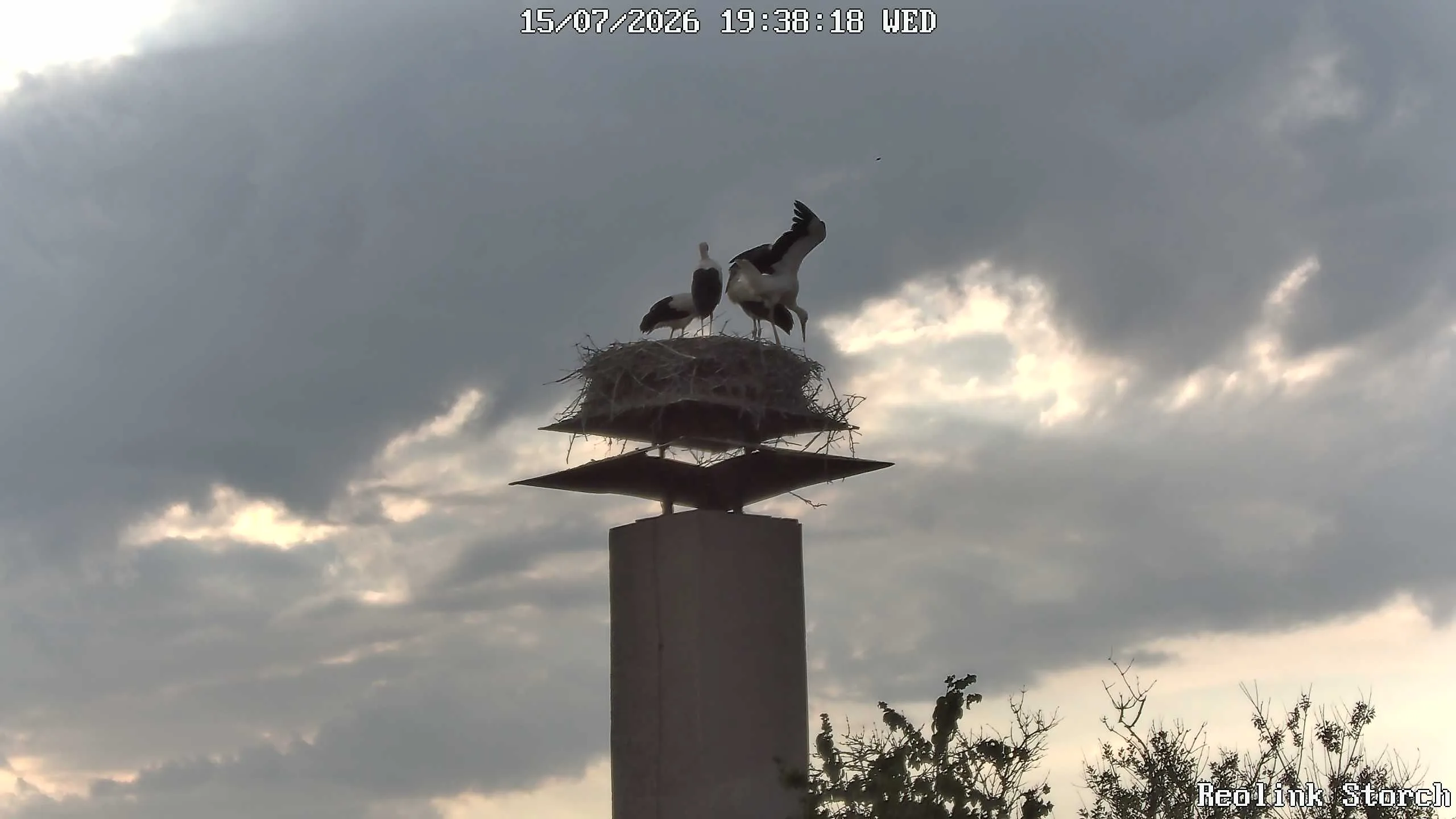 Storchencam Bild