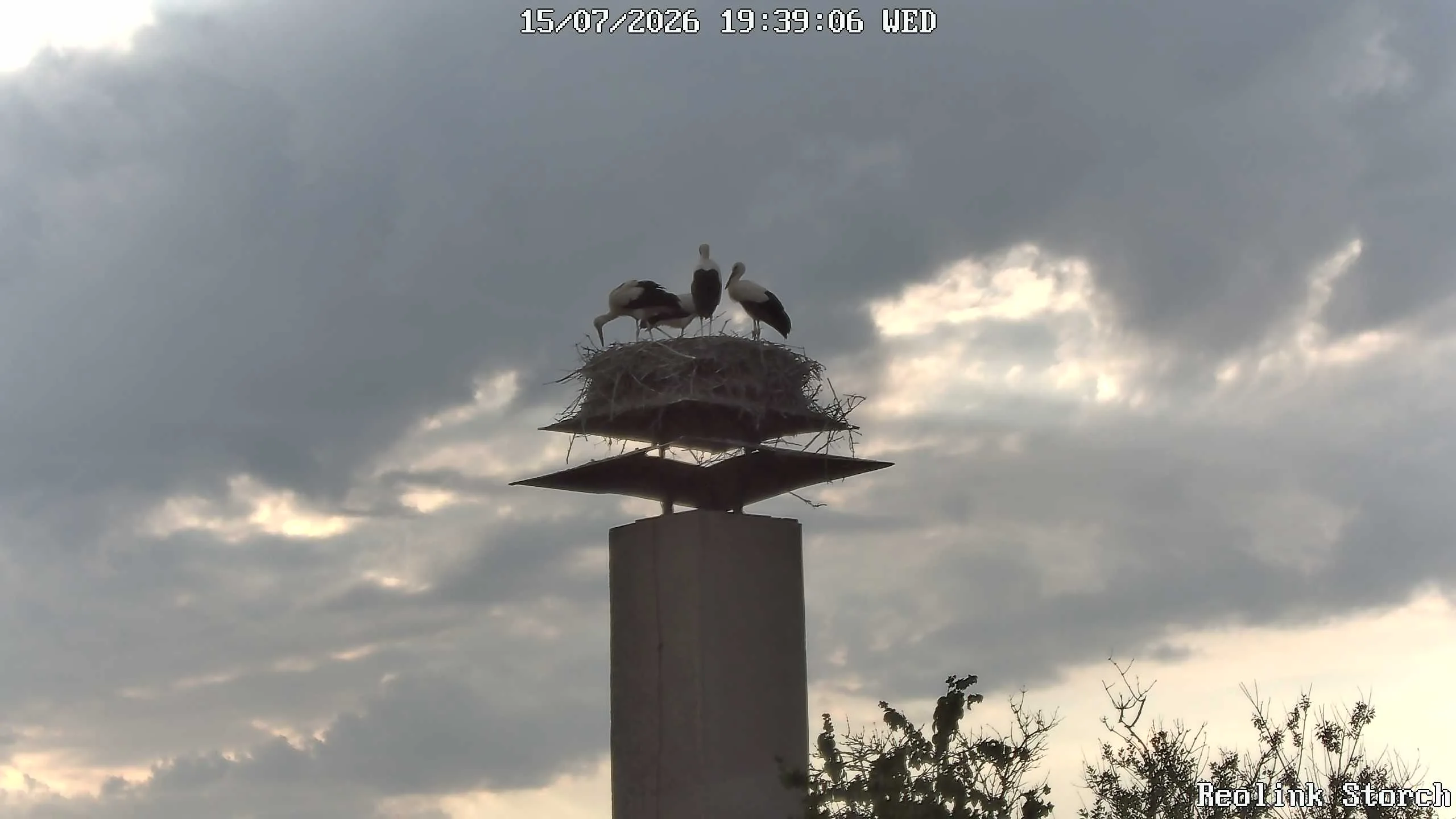Storchencam Bild
