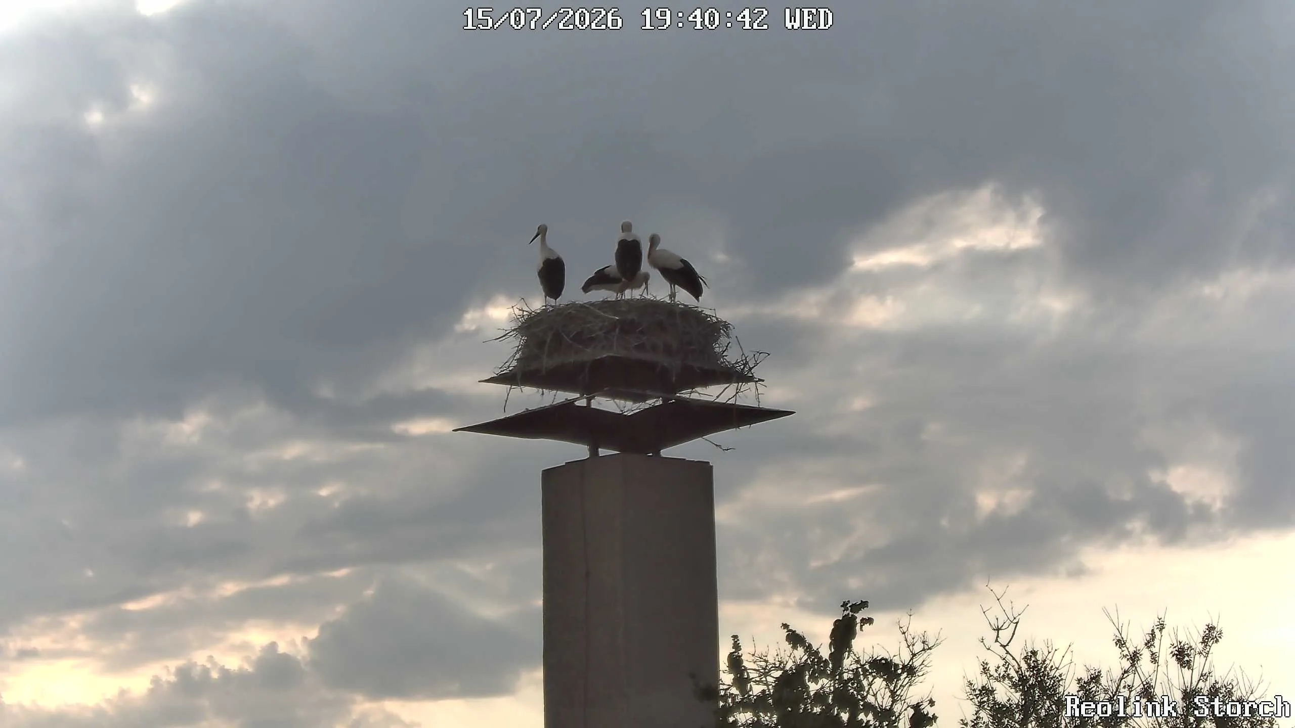 Storchencam Bild