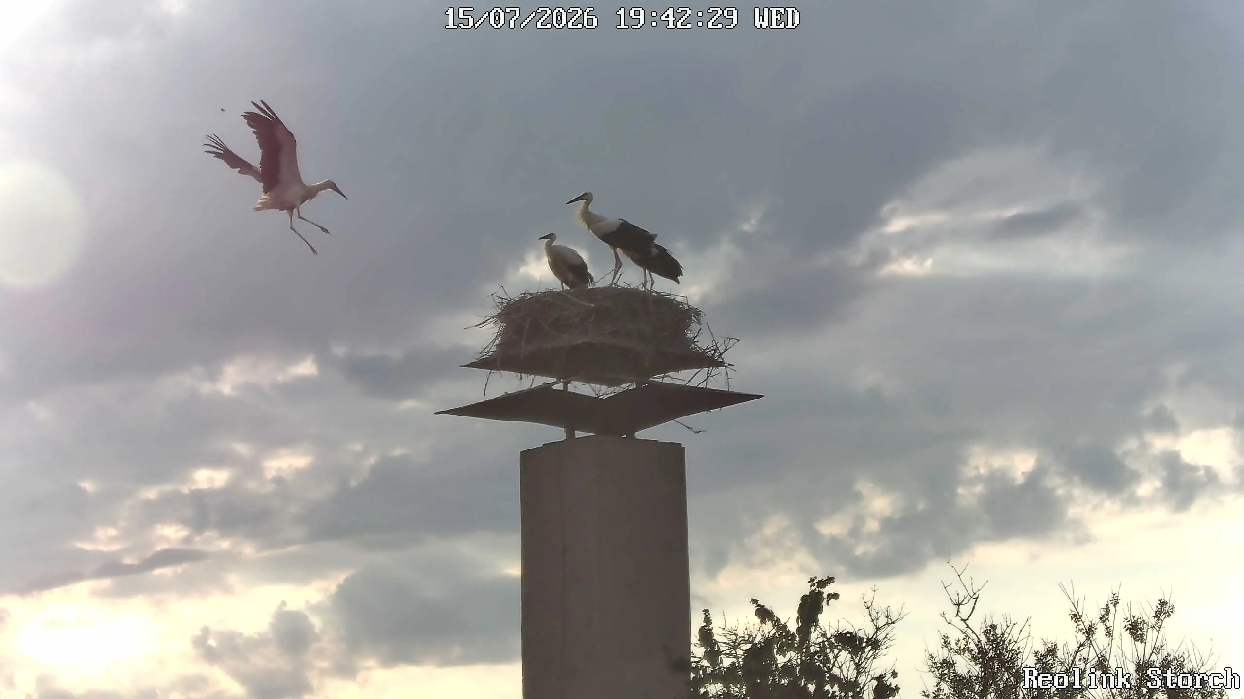 Storchencam Bild