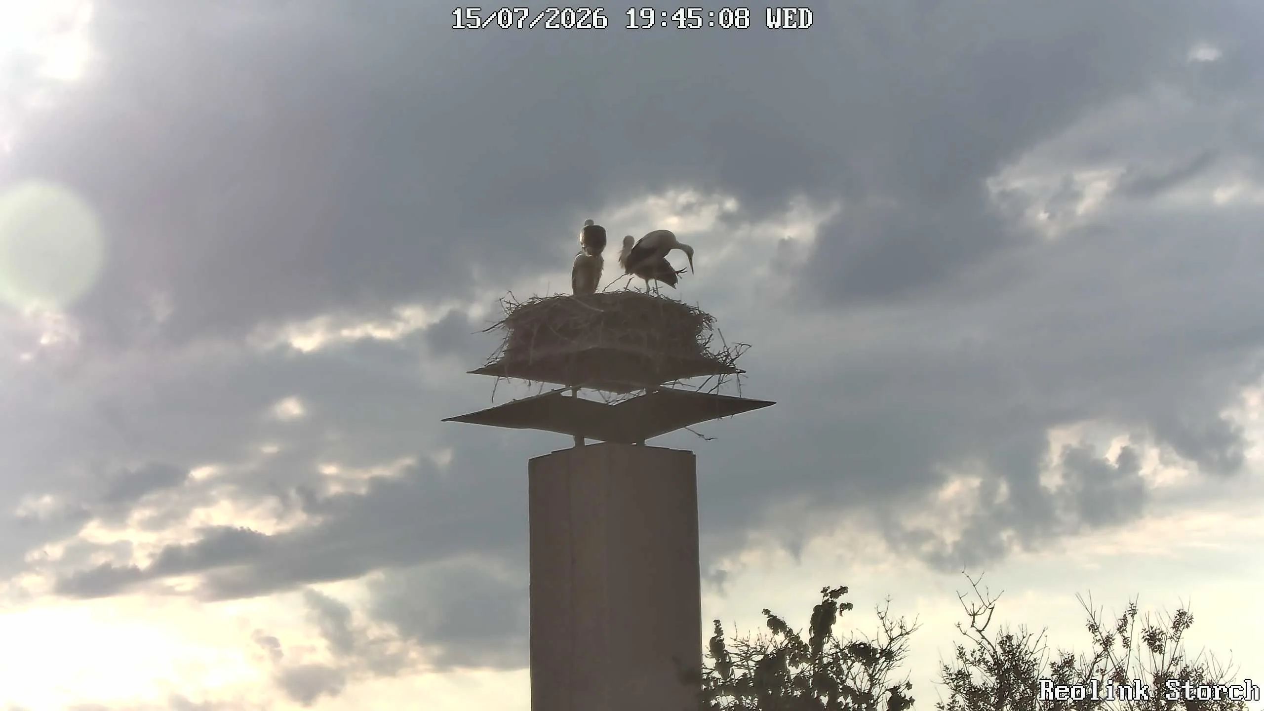 Storchencam Bild