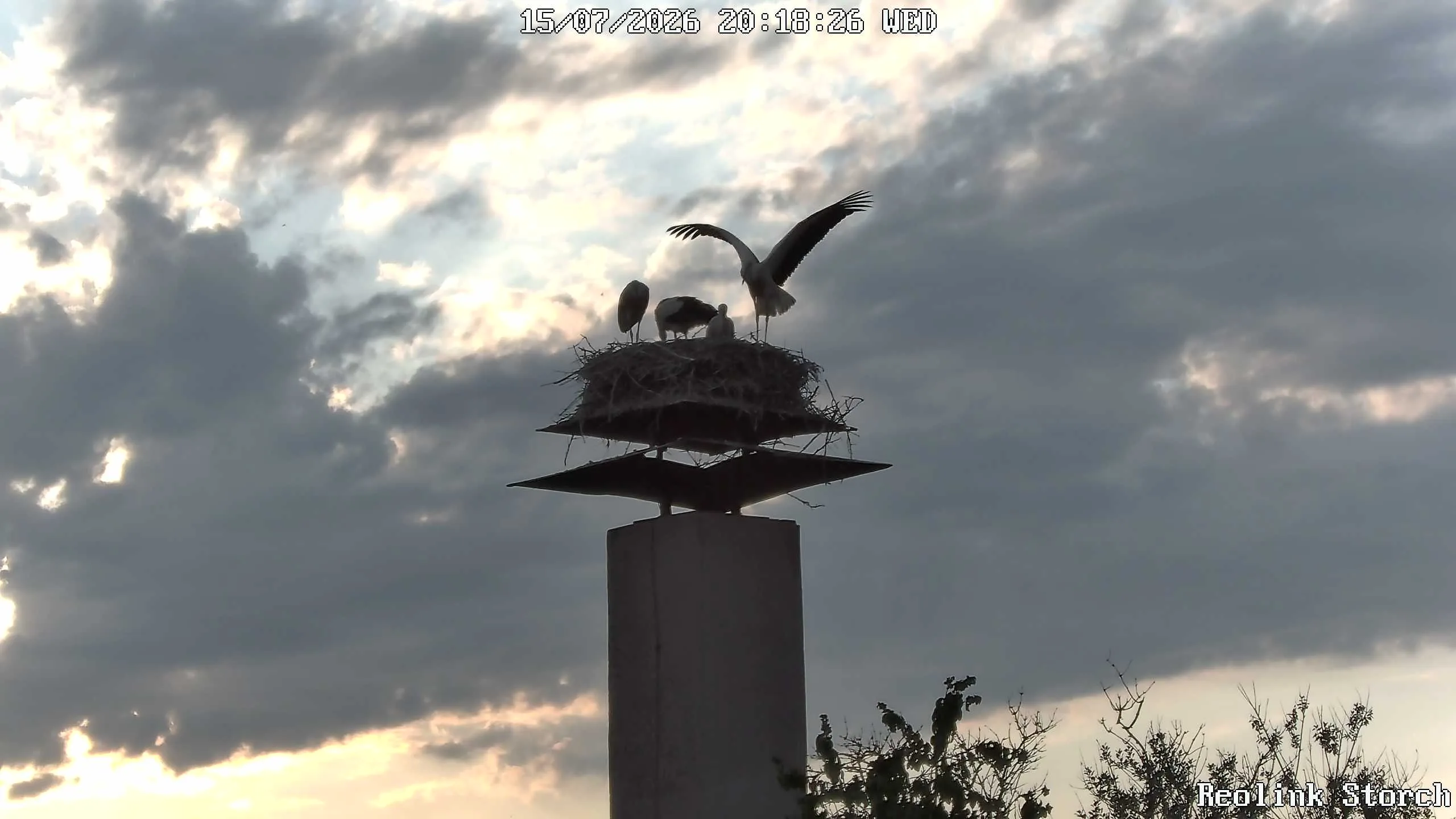 Storchencam Bild