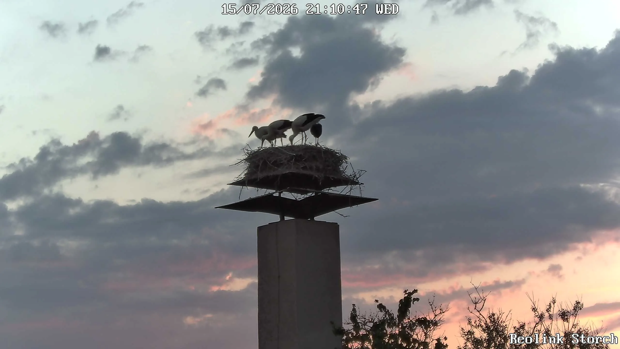 Storchencam Bild