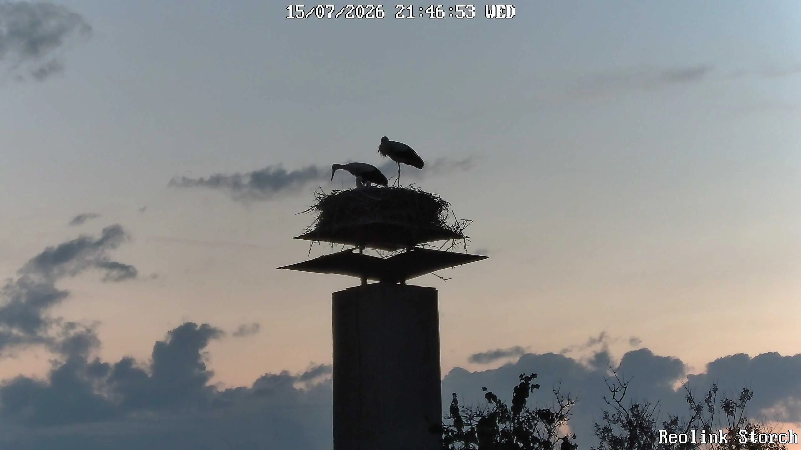 Storchencam Bild