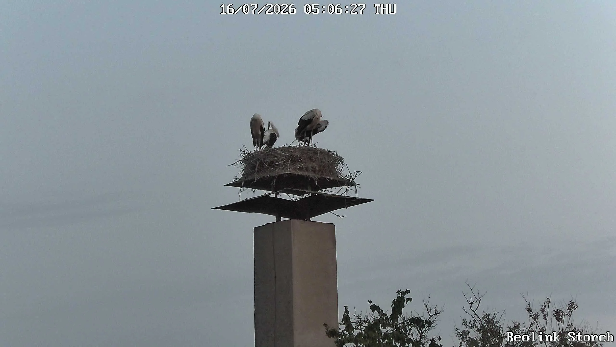 Storchencam Bild