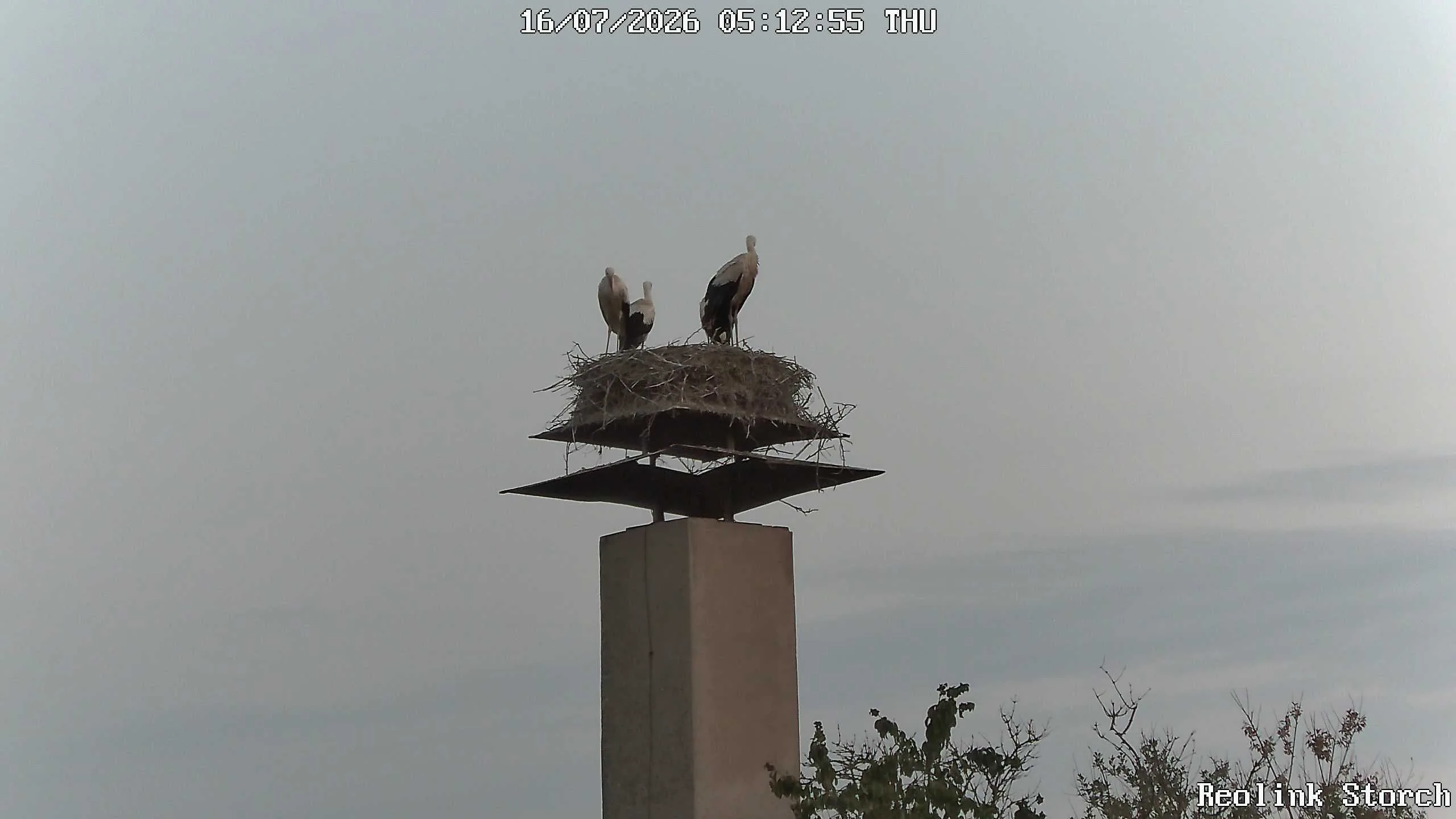 Storchencam Bild