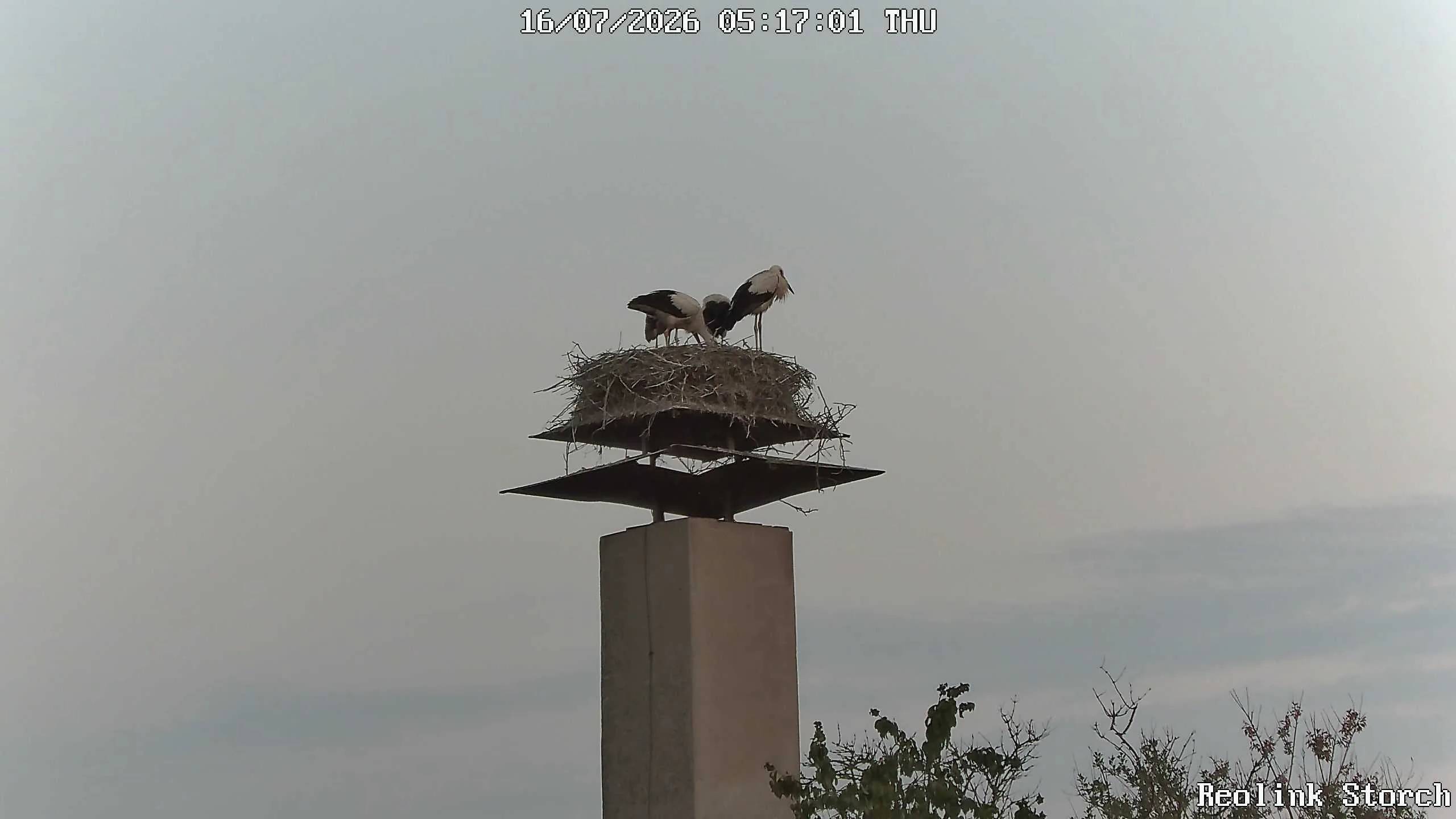 Storchencam Bild